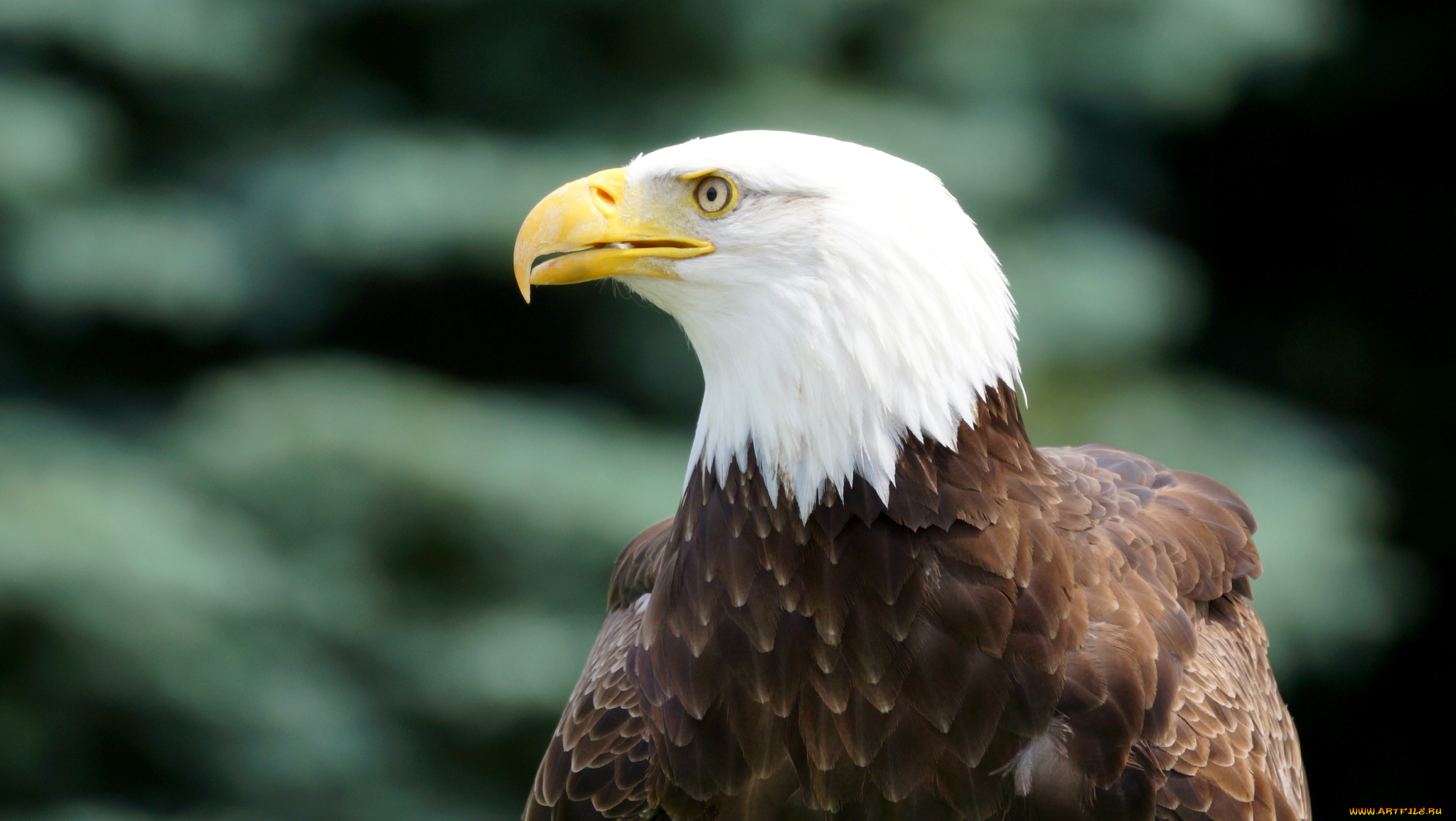 животные, птицы, хищники, белоголовый, орлан, профиль, bald, eagle, bird, взгляд