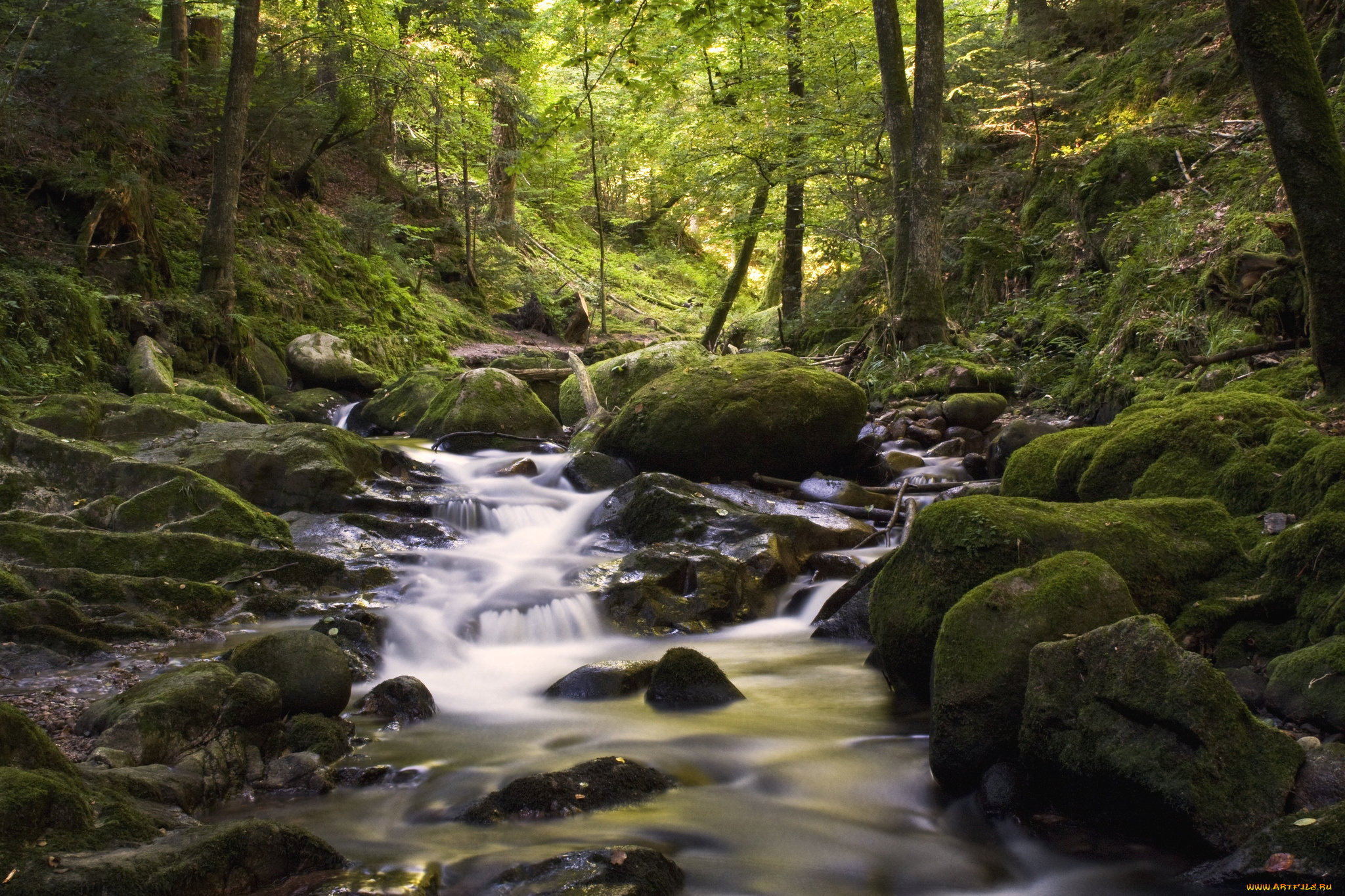 природа, реки, озера, вода, лес, поток, камни