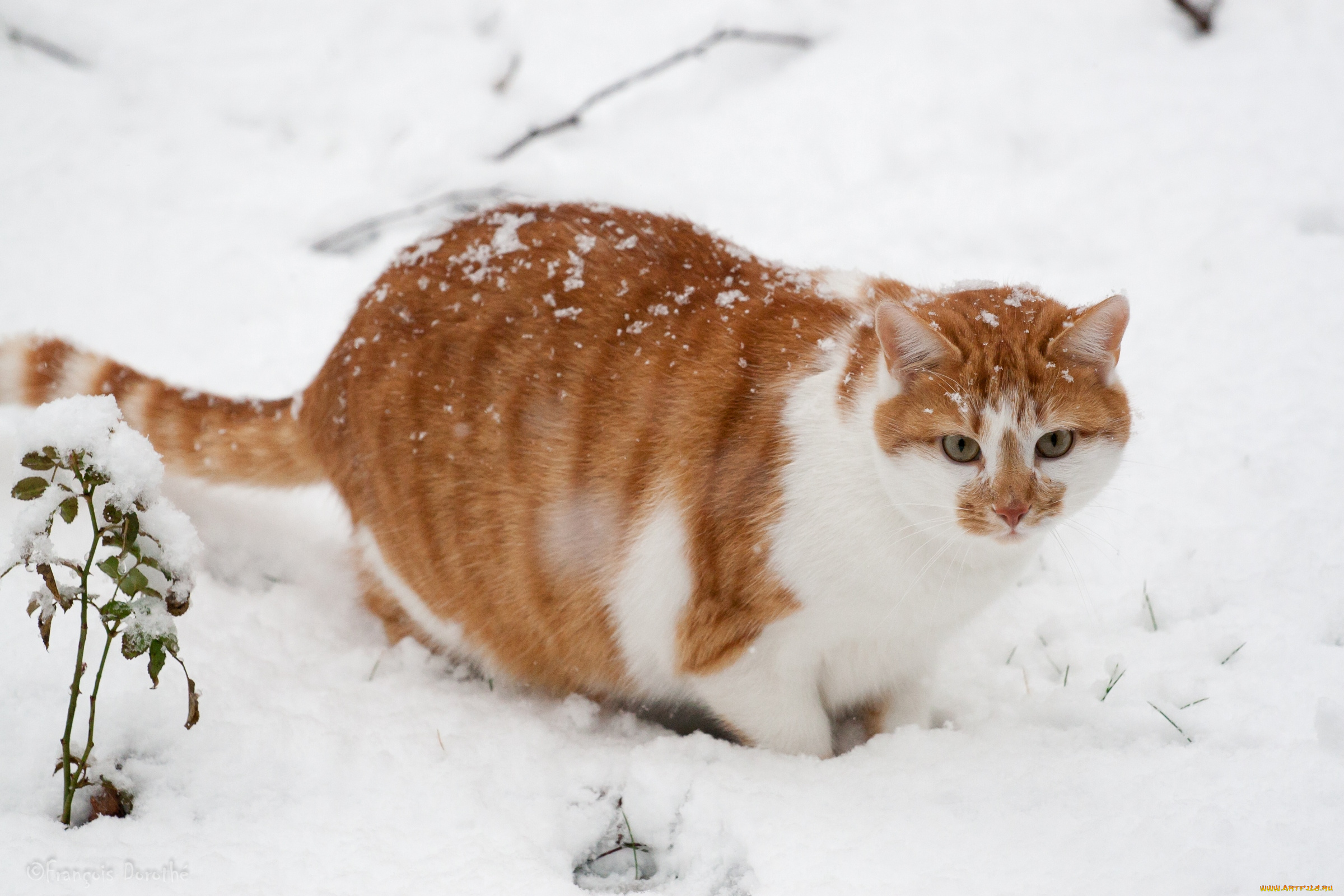 животные, коты, снег, котяра