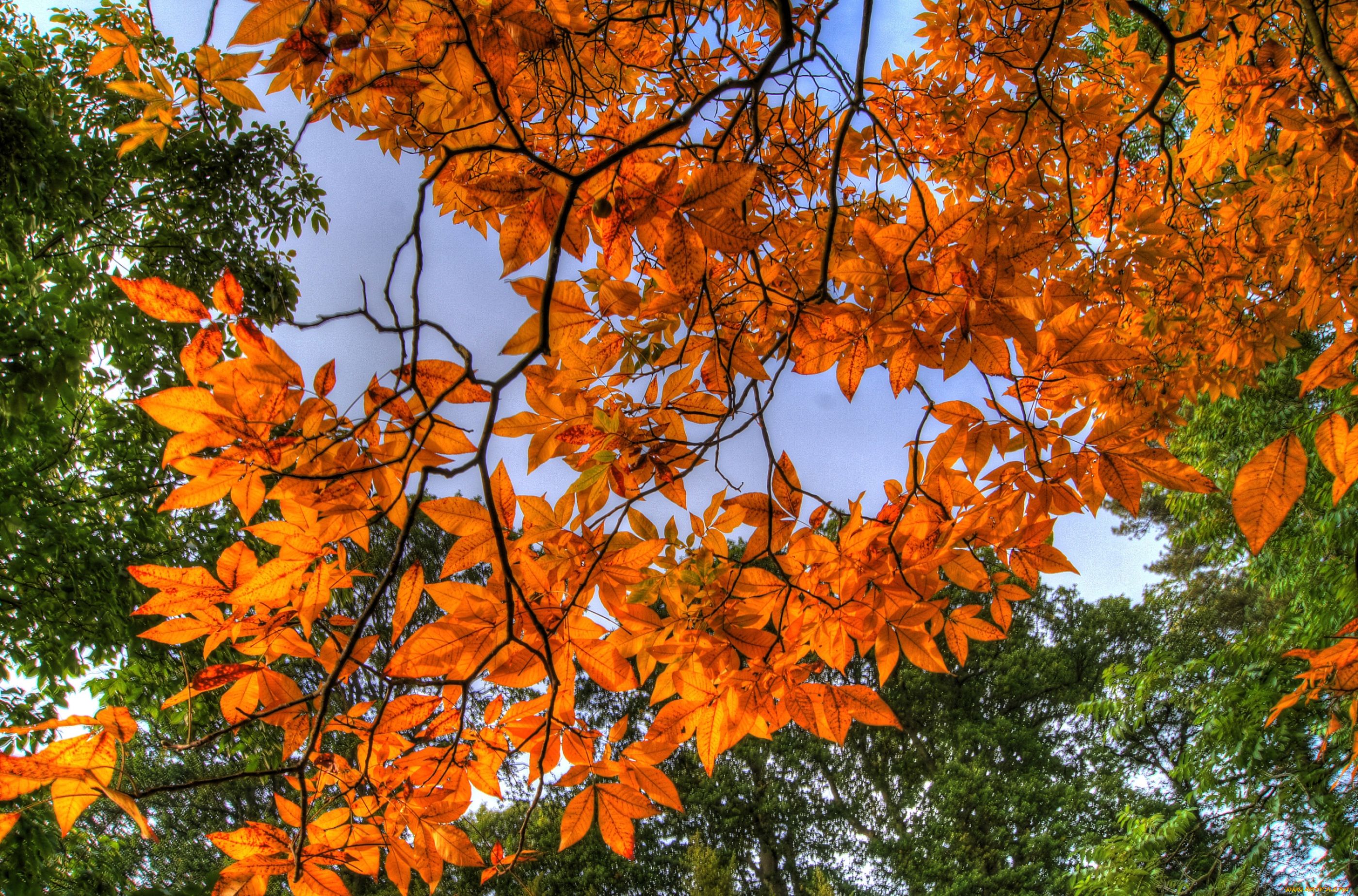природа, листья, ветки, оранжевый, осень
