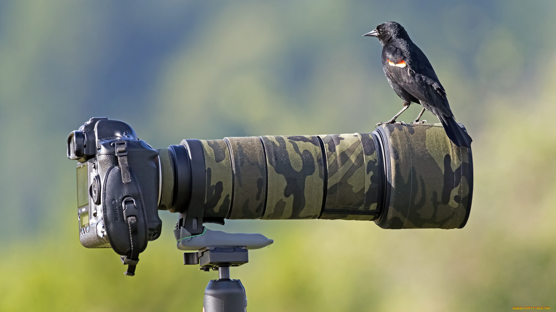 животные, птицы, фотокамера, птичка