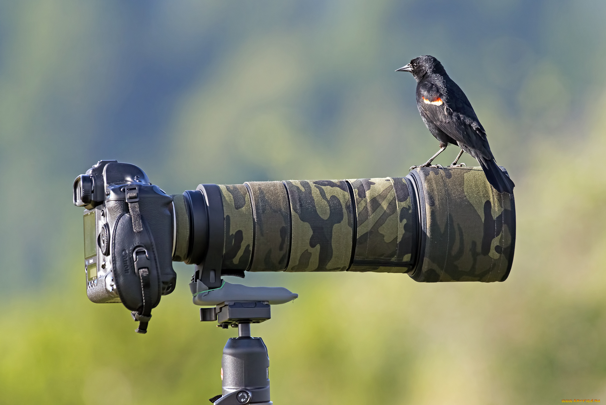 животные, птицы, фотокамера, птичка