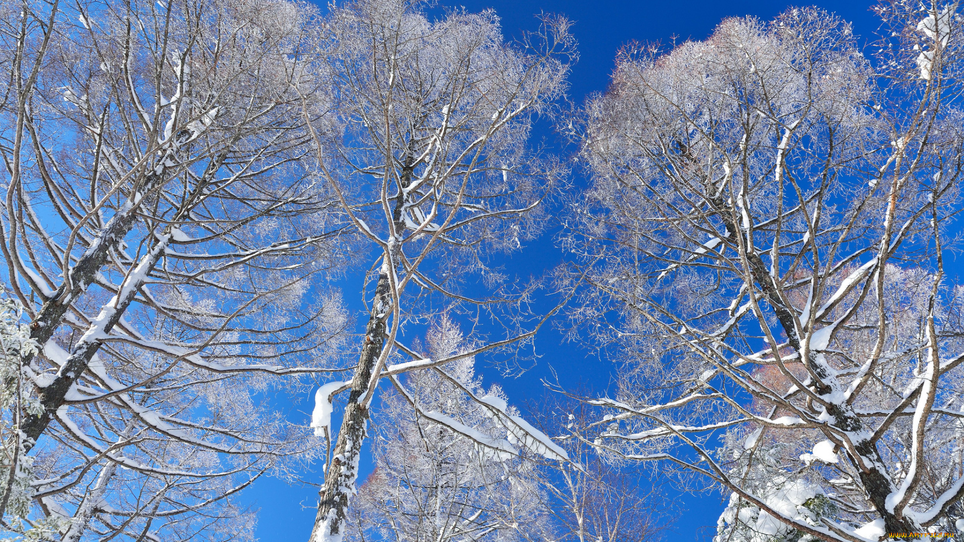 природа, зима, snow, winter, снег, деревья, небо, trees, sky