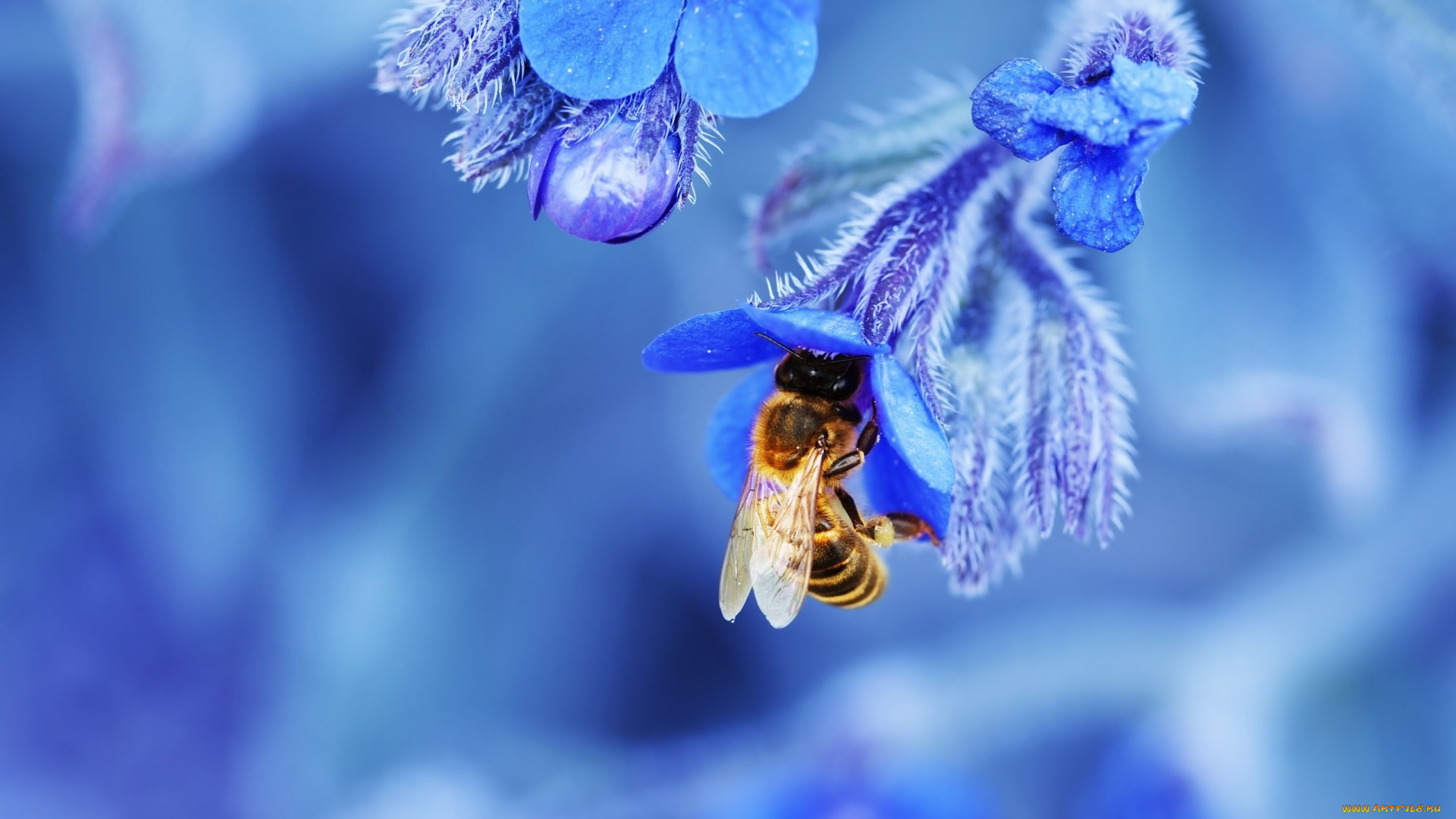 животные, пчелы, , осы, , шмели, природа, цветок, лепестки, пчела, насекомое