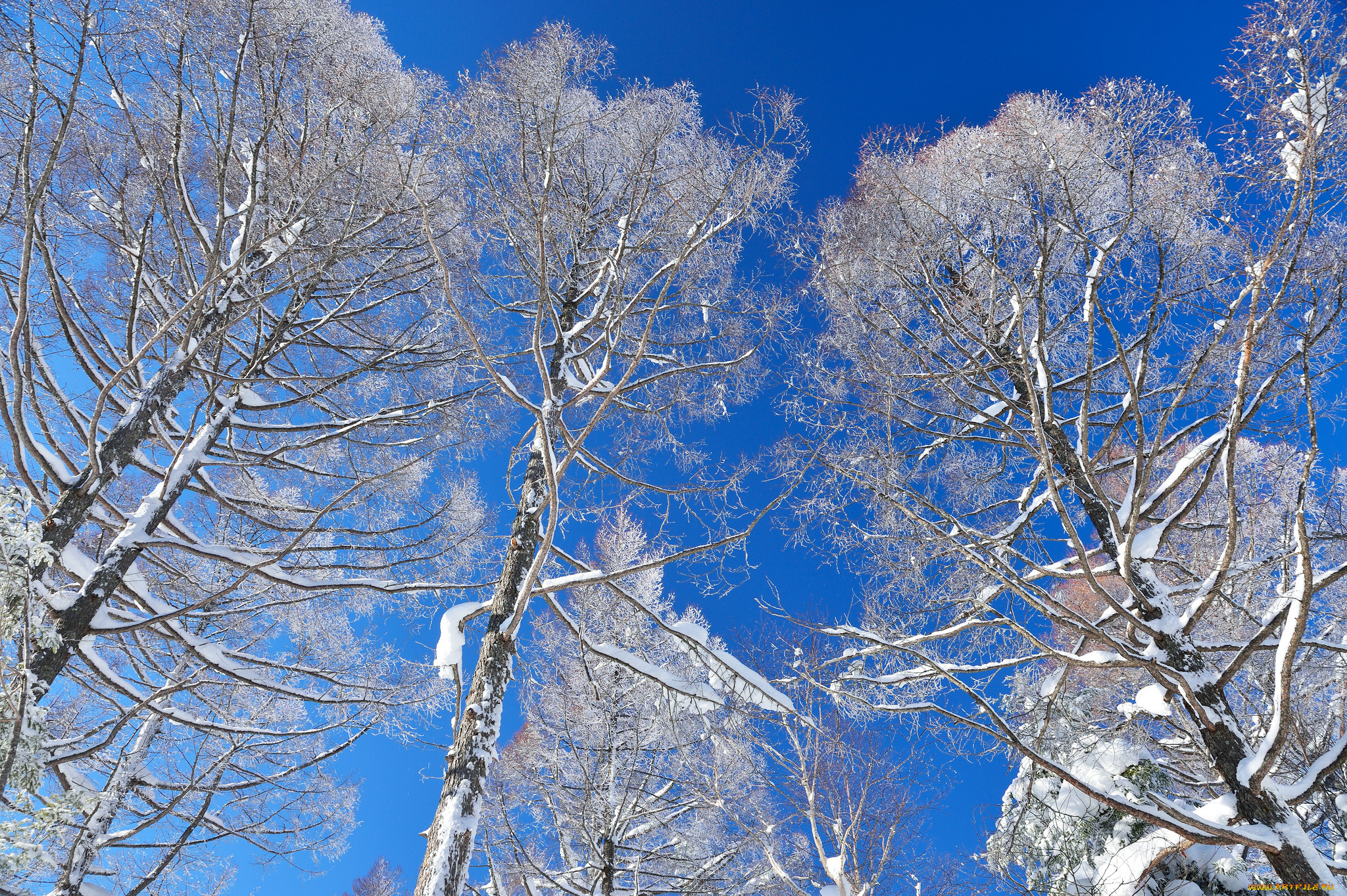 природа, зима, snow, winter, снег, деревья, небо, trees, sky