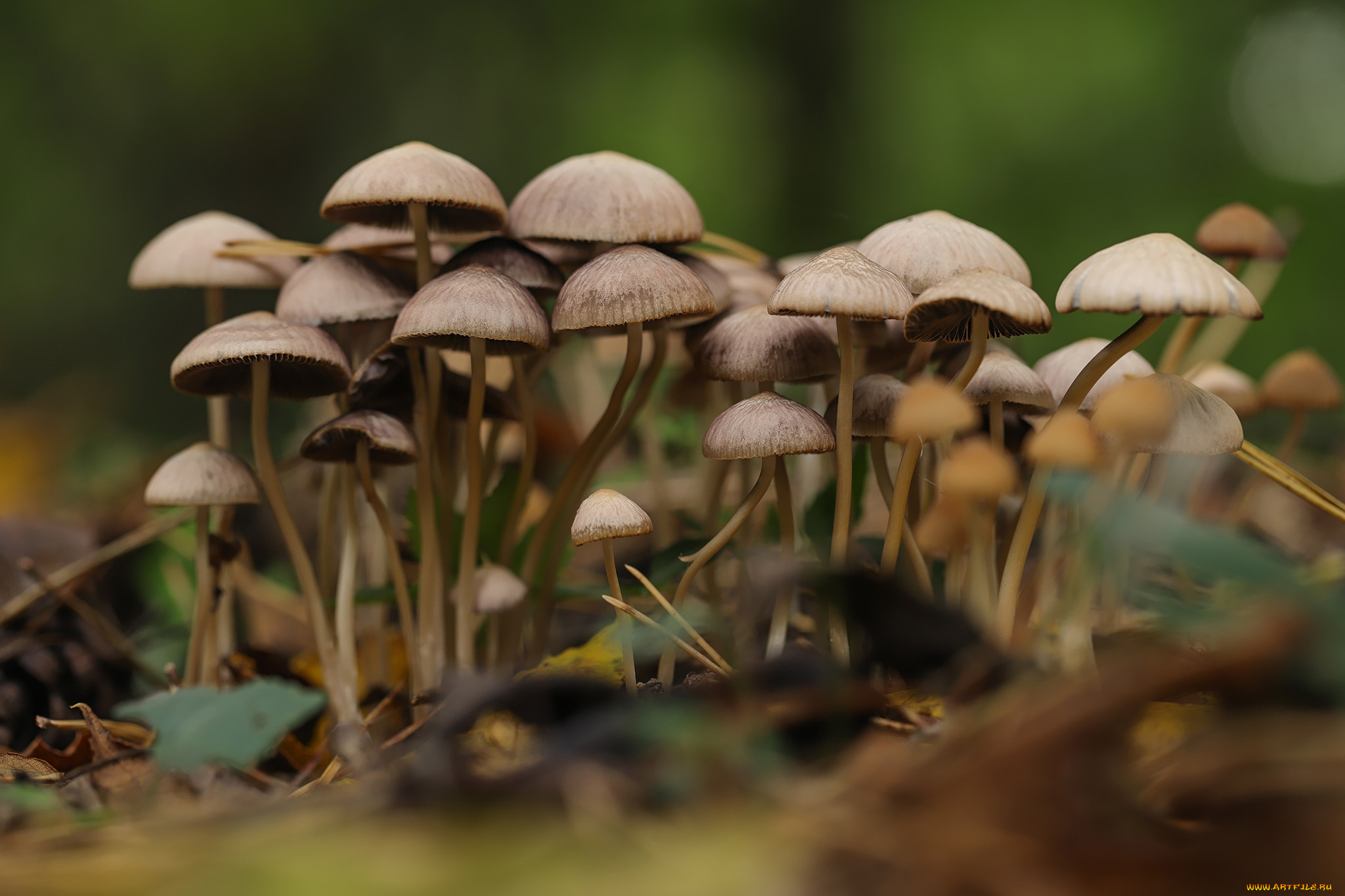 природа, грибы, грибная, семейка
