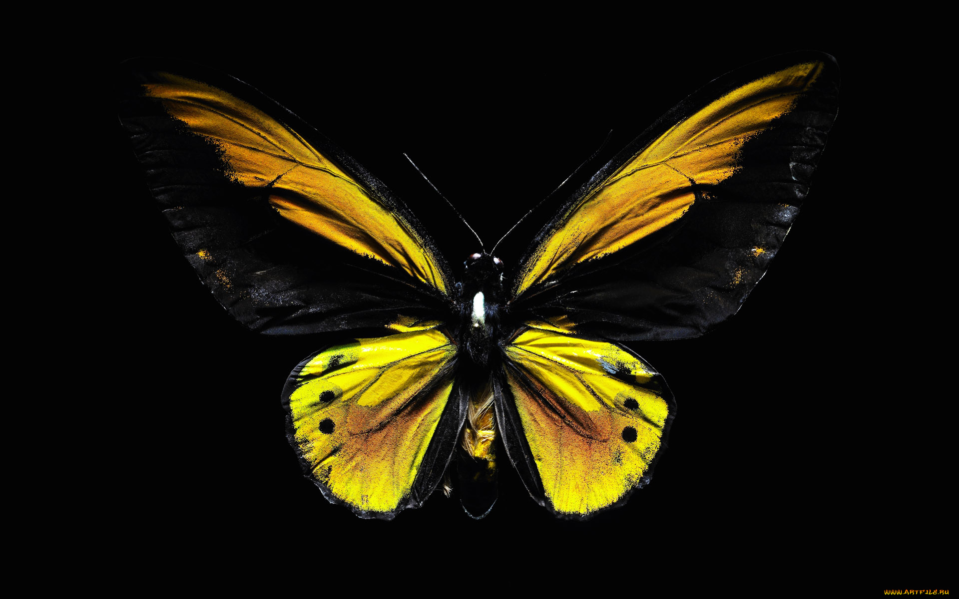 Желто-черная бабочка без смс