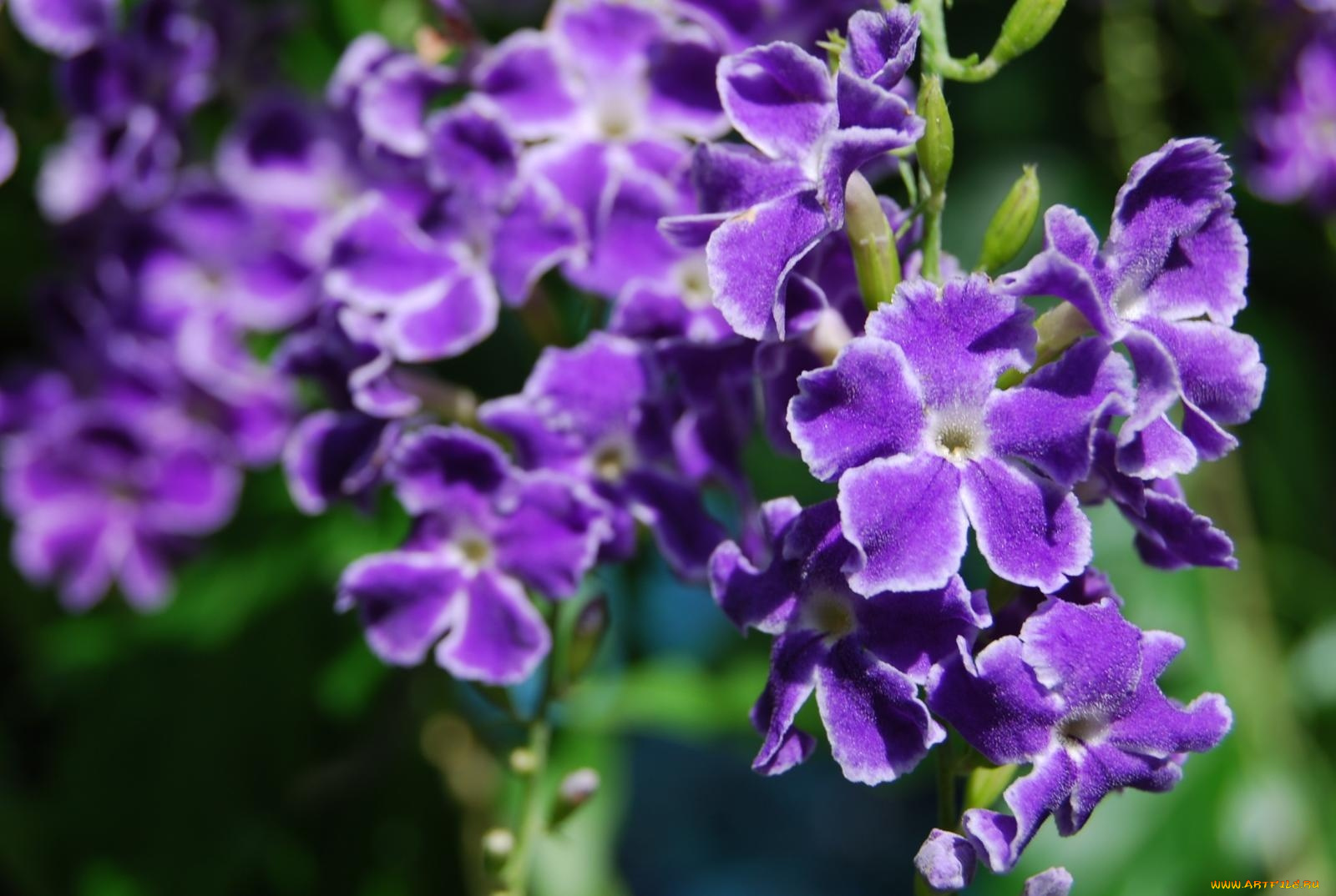 цветы, дуранта, фиолетовый