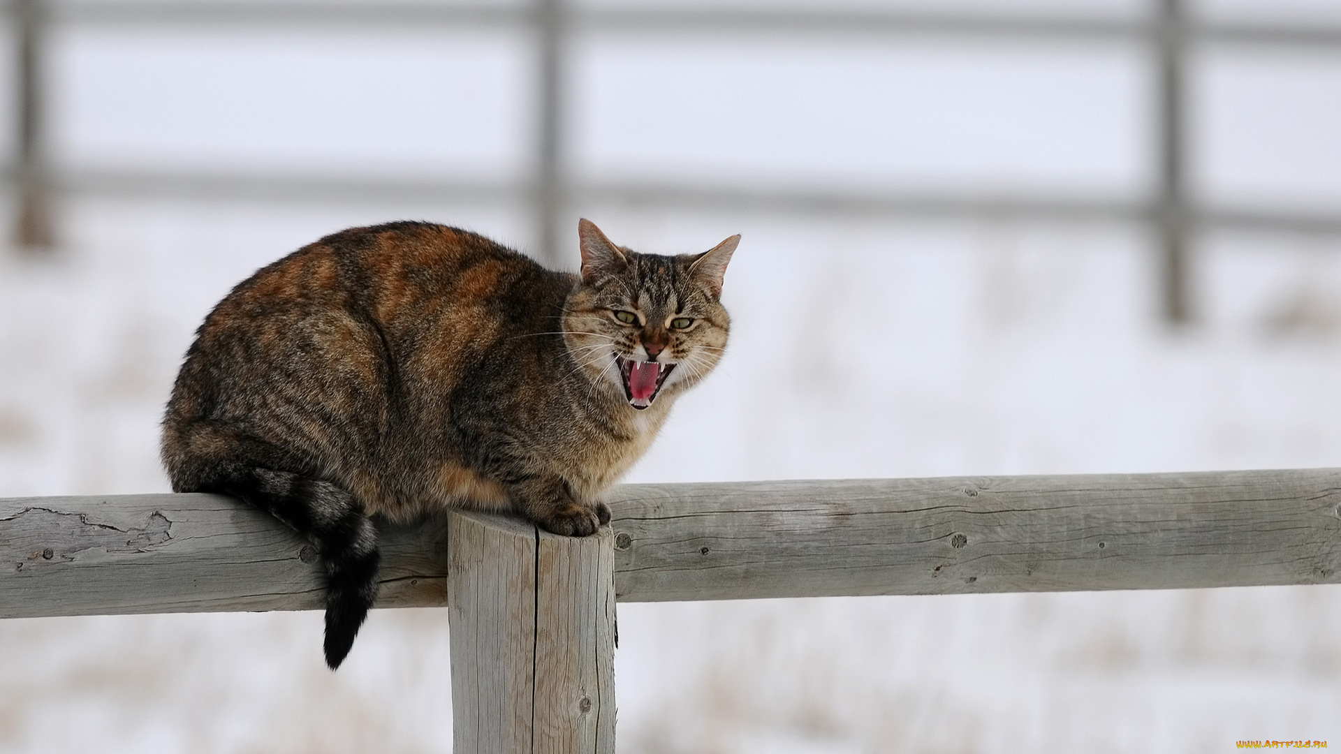 животные, коты, деревяшки, забор, снег, зима, кот, столб