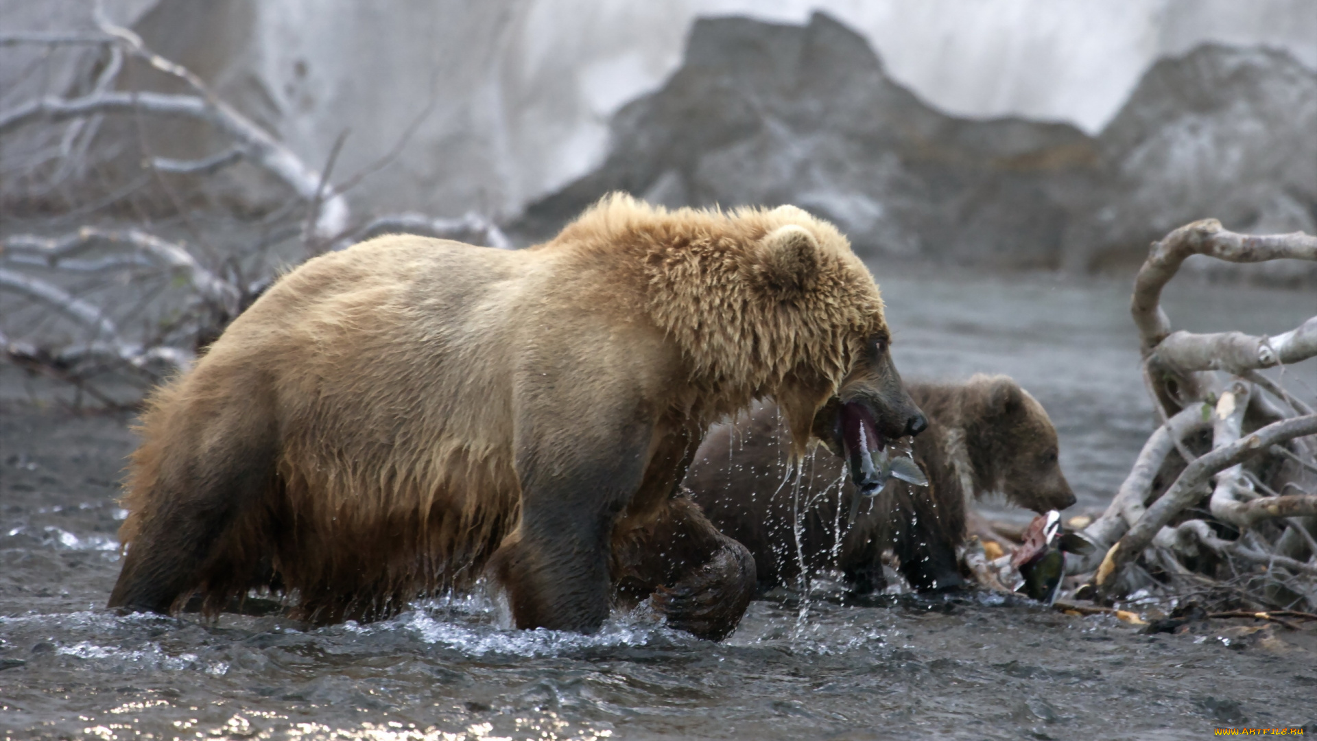 животные, медведи, вода