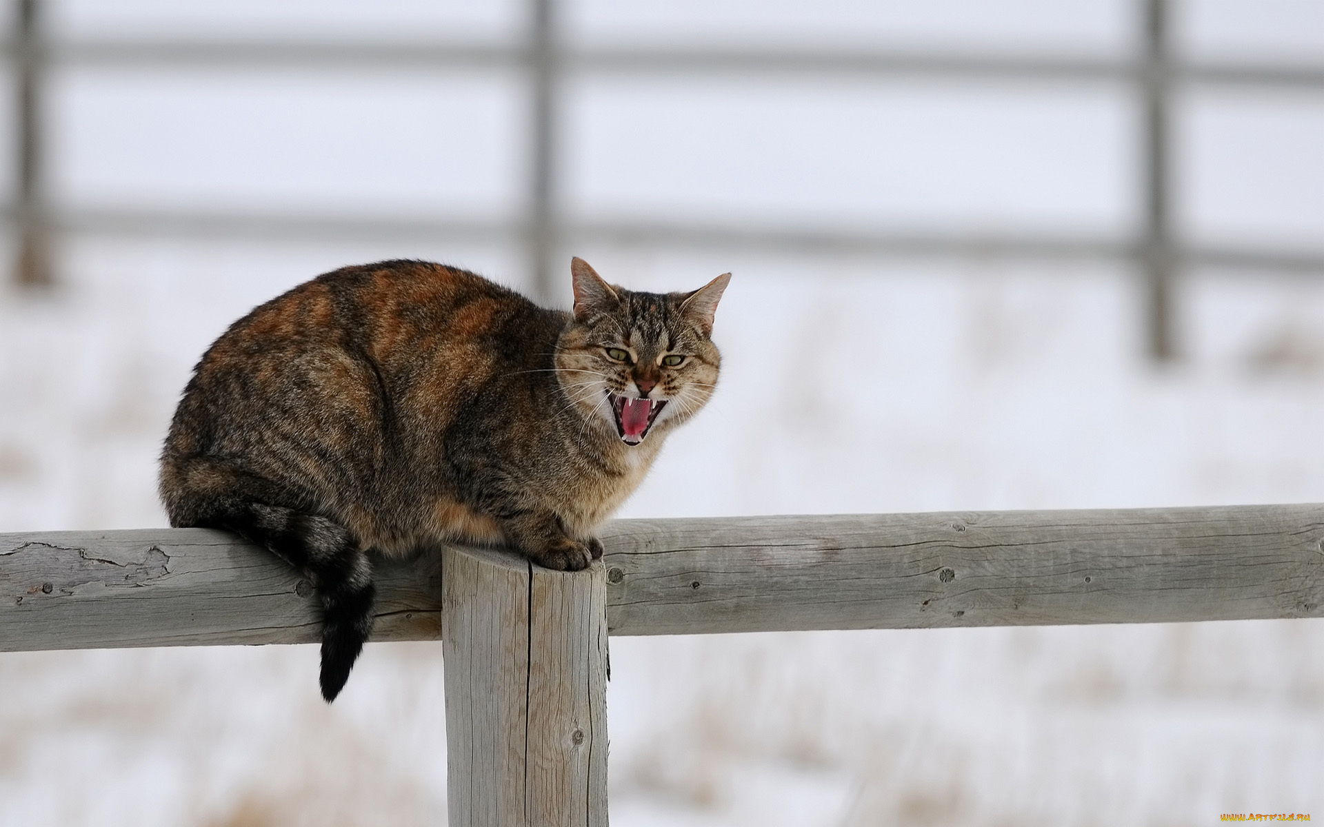 животные, коты, деревяшки, забор, снег, зима, кот, столб