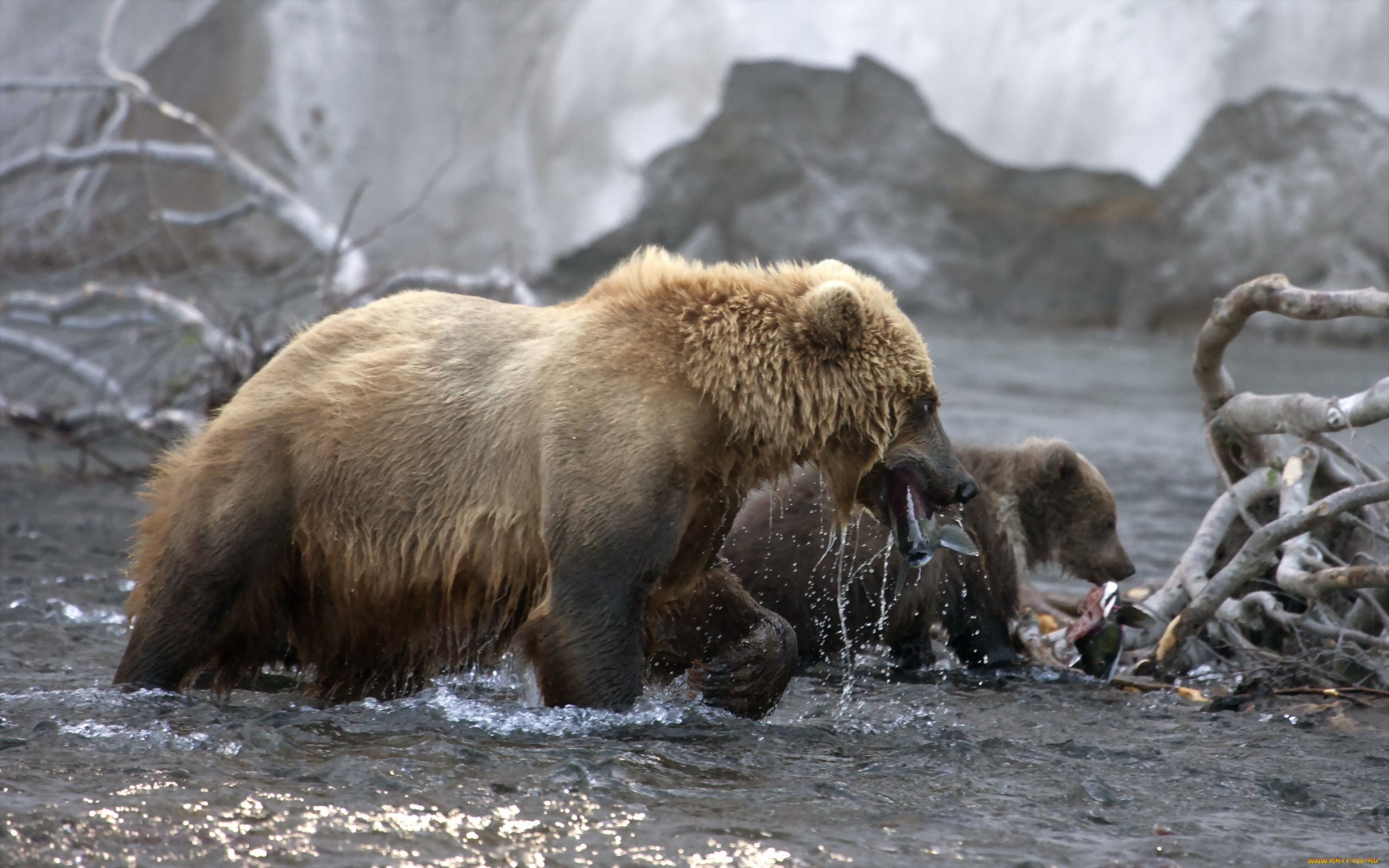 животные, медведи, вода