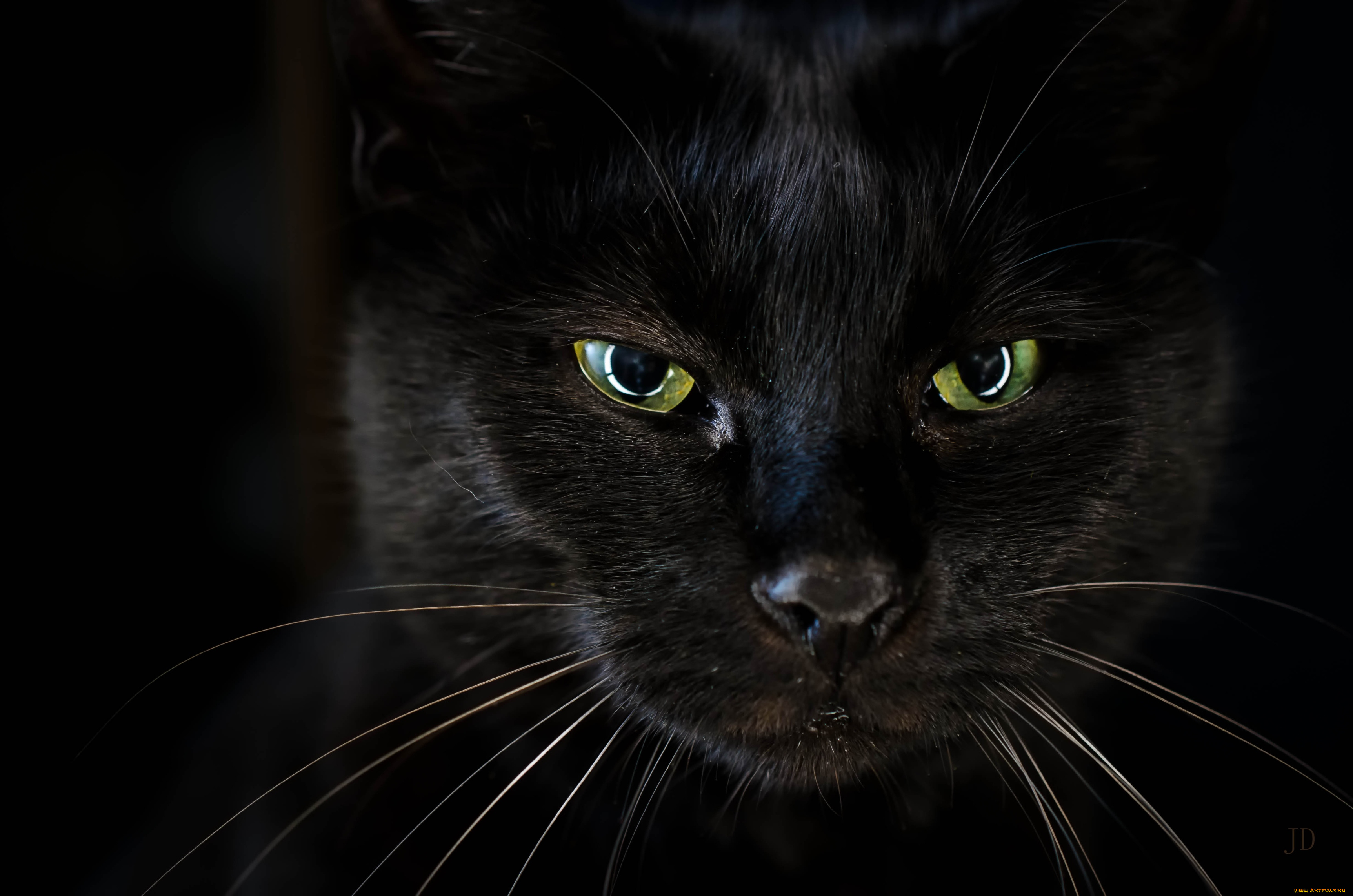 черный кот глаза пол бесплатно