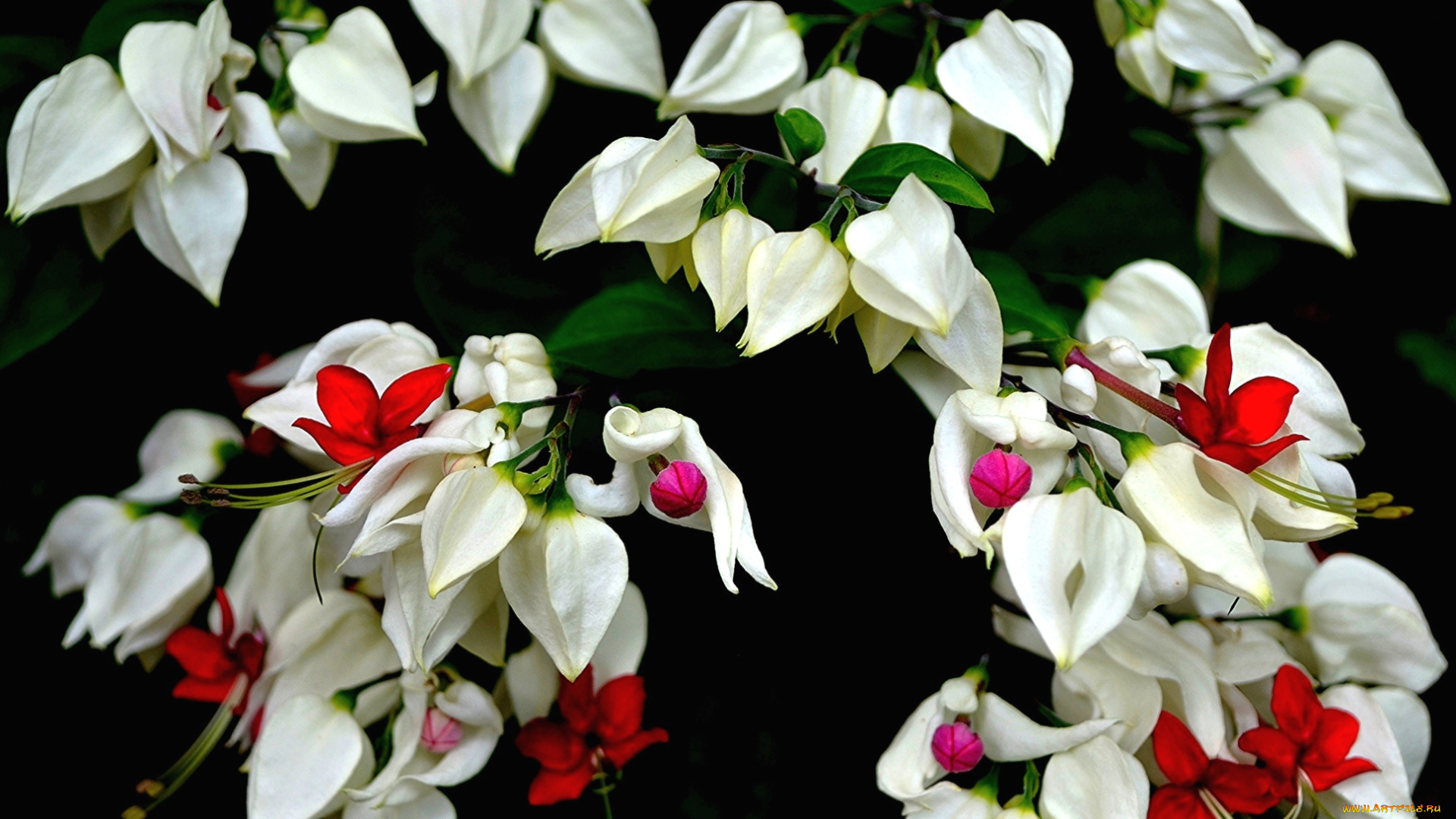цветы, клеродендрумы, белый