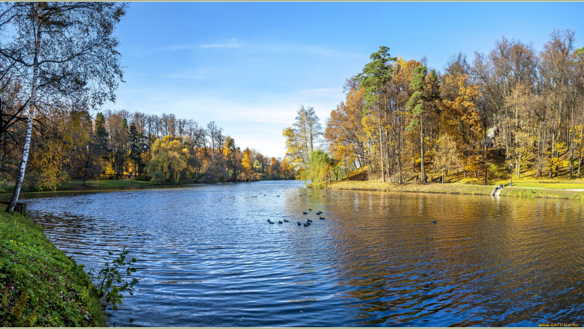 природа, парк, деревья, вода, лебеди