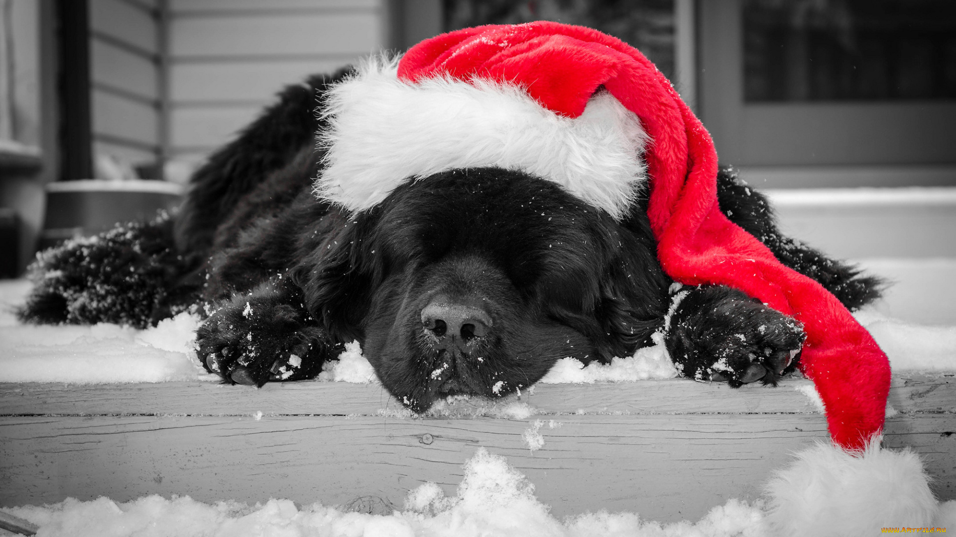 животные, собаки, окрас, собака, ступеньки, снег, зима, колпак, черный, спит, шапка, красная, новогодняя