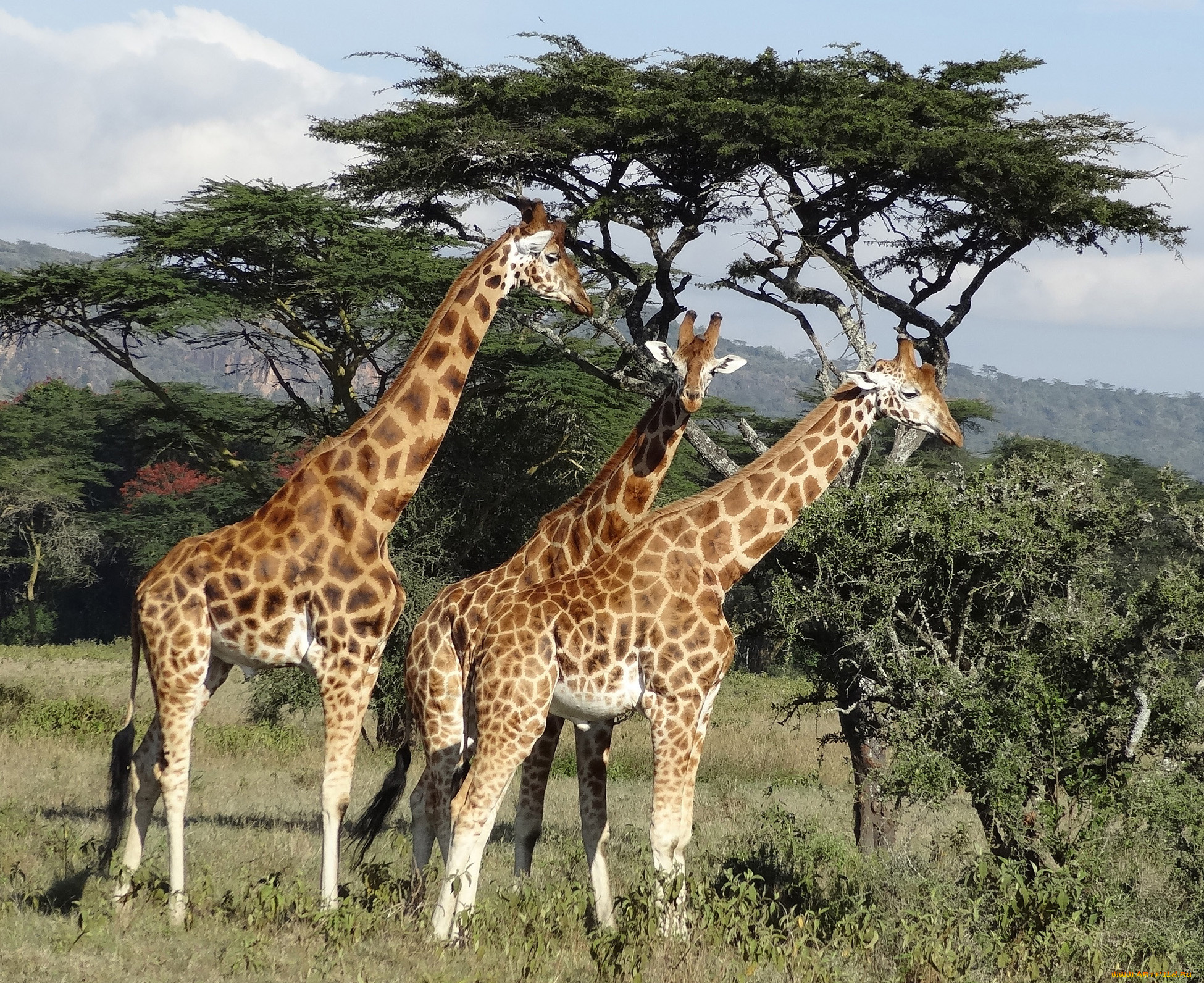 животные, жирафы, саванна, растительность