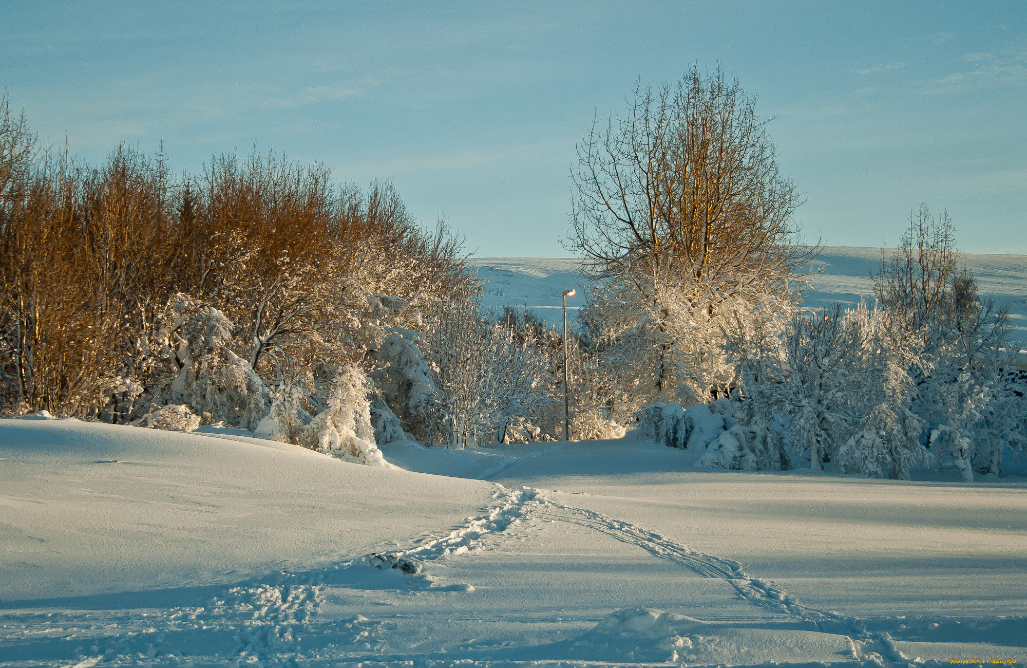 природа, зима, следы, снег, деревья