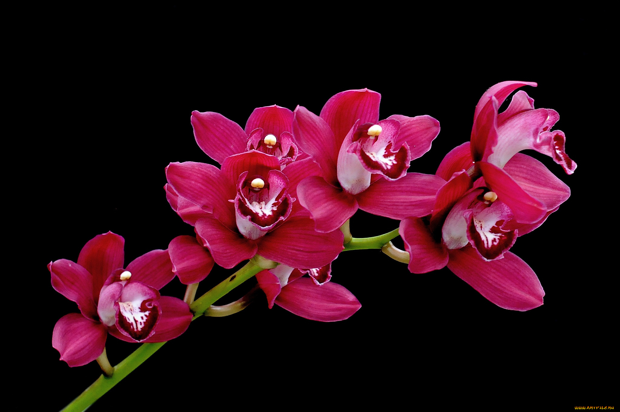 цветы, орхидеи, ветка