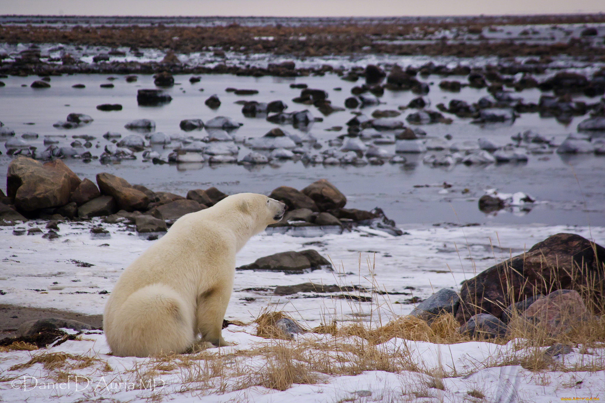 Дикая природа белого медведя. Карское море белый медведь. Белый медведь на Таймыре. Остров Врангеля белые медведи. Шпицберген медведи.
