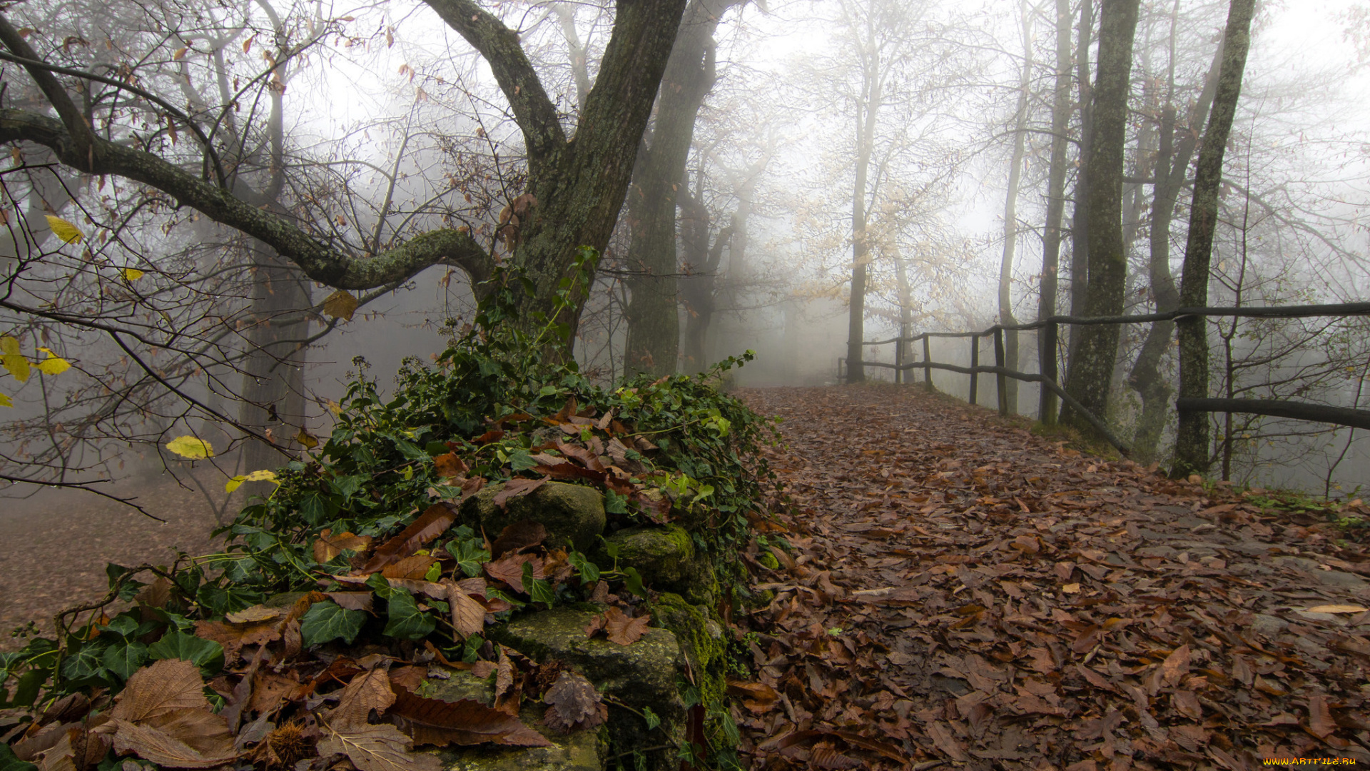 природа, дороги, листья, туман, осень, парк