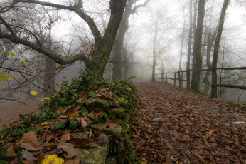 Картинка природа дороги листья туман осень парк
