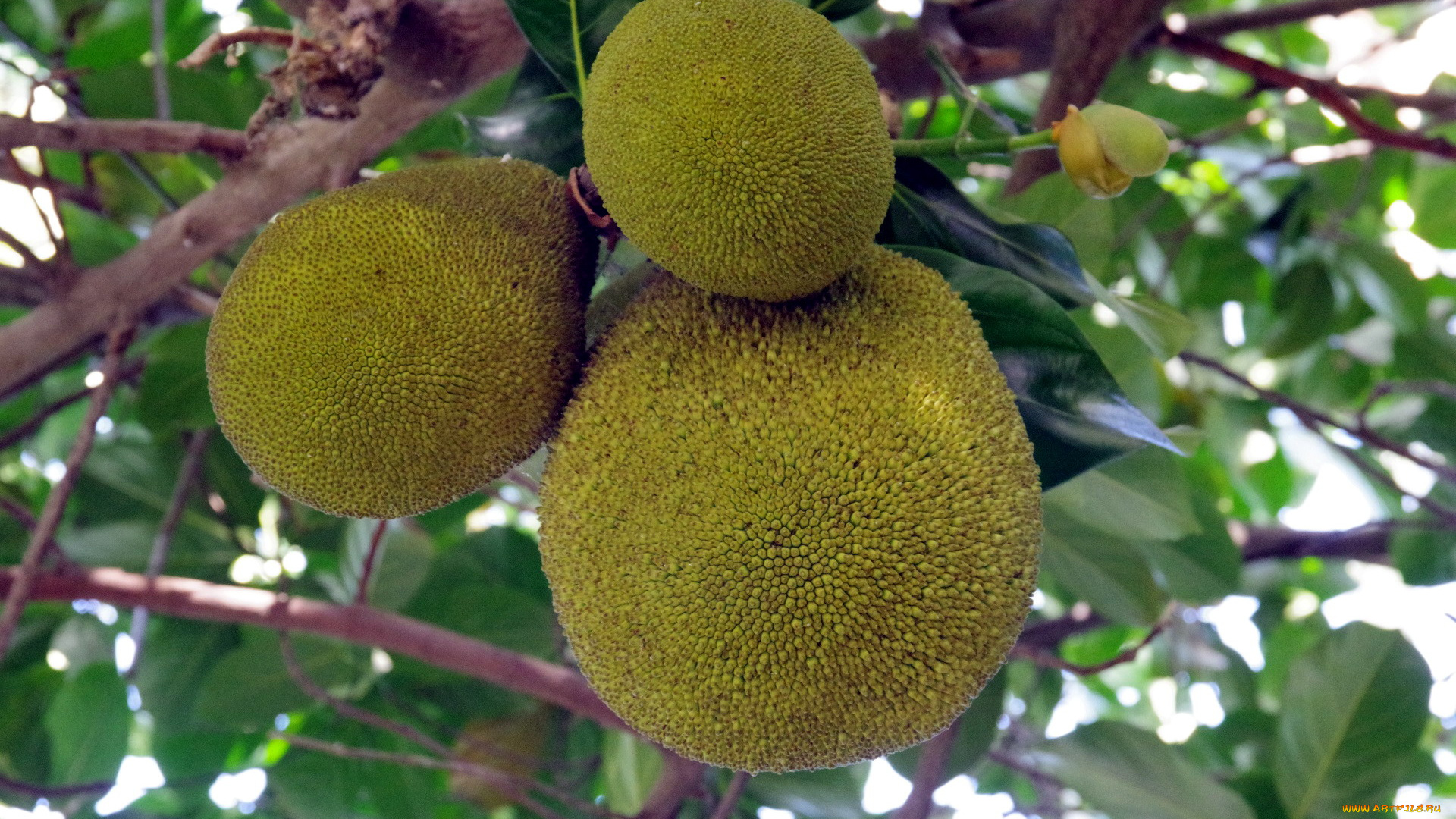 джекфрут, природа, плоды, jackfruit