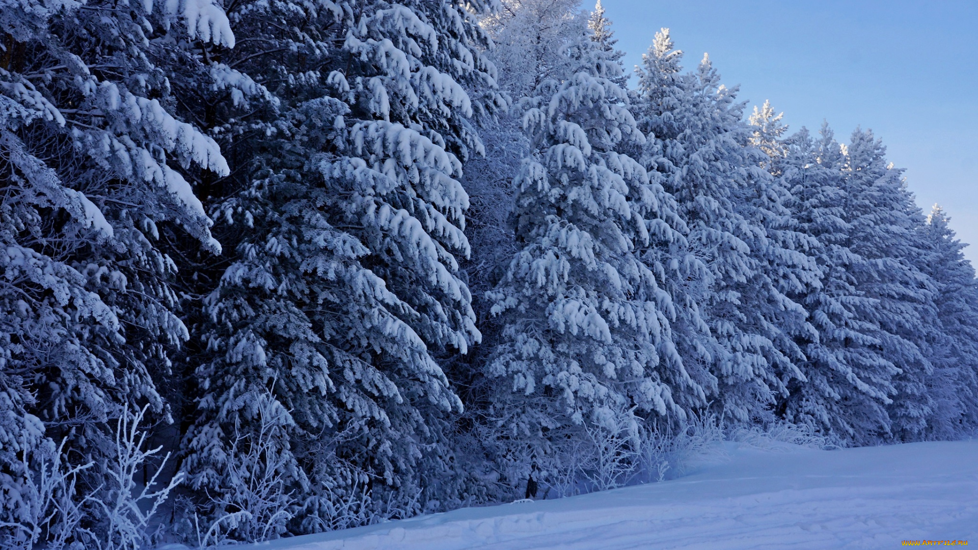 природа, зима, лес, елки, снег, мороз, деревья
