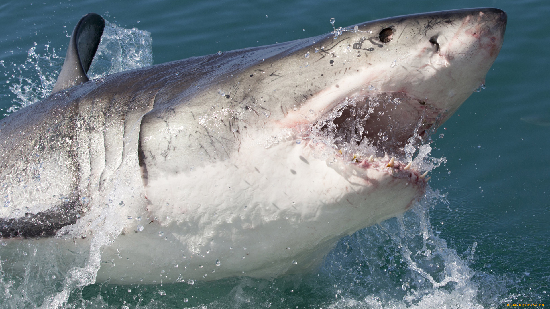 shark, , attack, животные, акулы, мир, акула, attack, подводный, shark, челюсти, вода, рыба