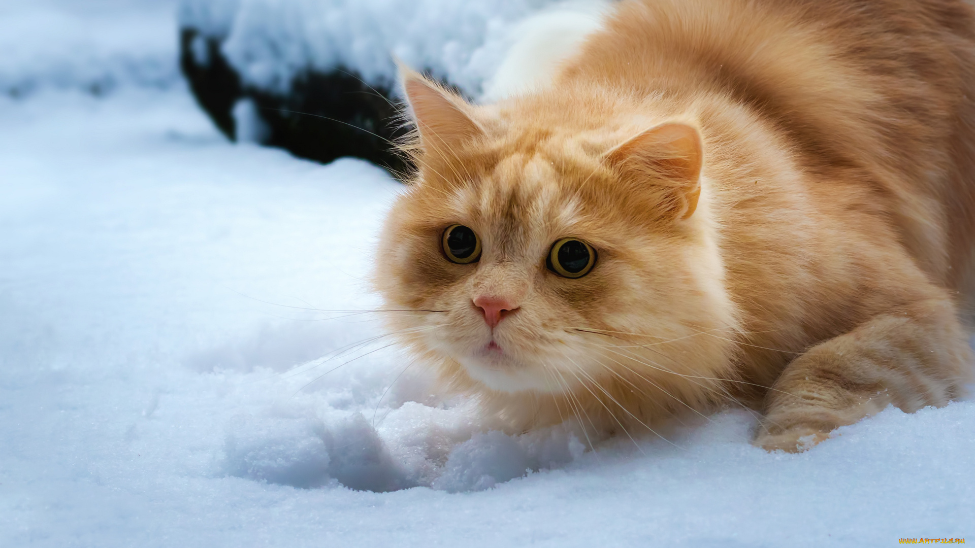 животные, коты, взгляд, кошка, снег, рыжий, кот