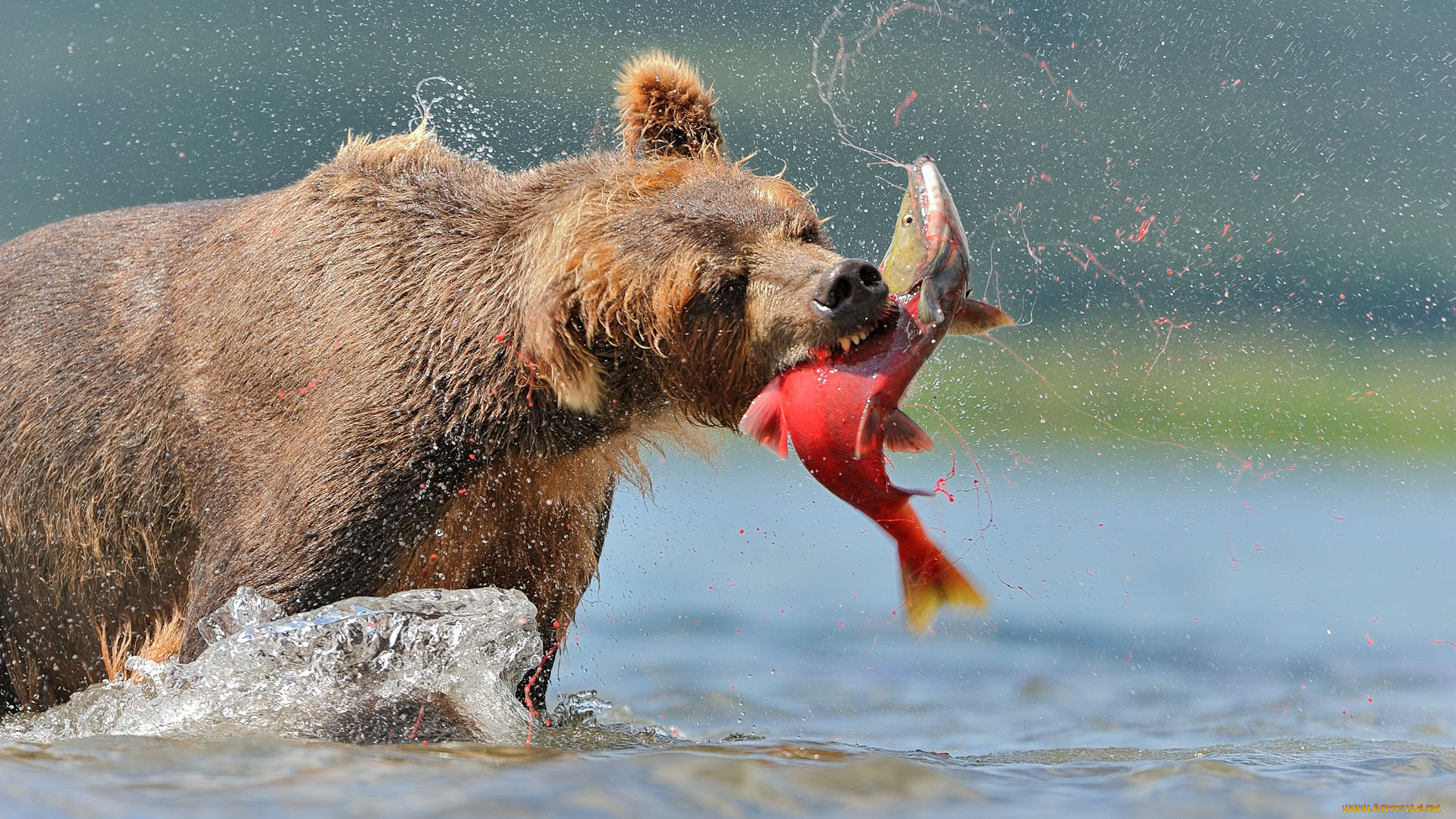 животные, медведи, рыбалка, обед, лосось, рыба, хищник, охота, бурый, медведь
