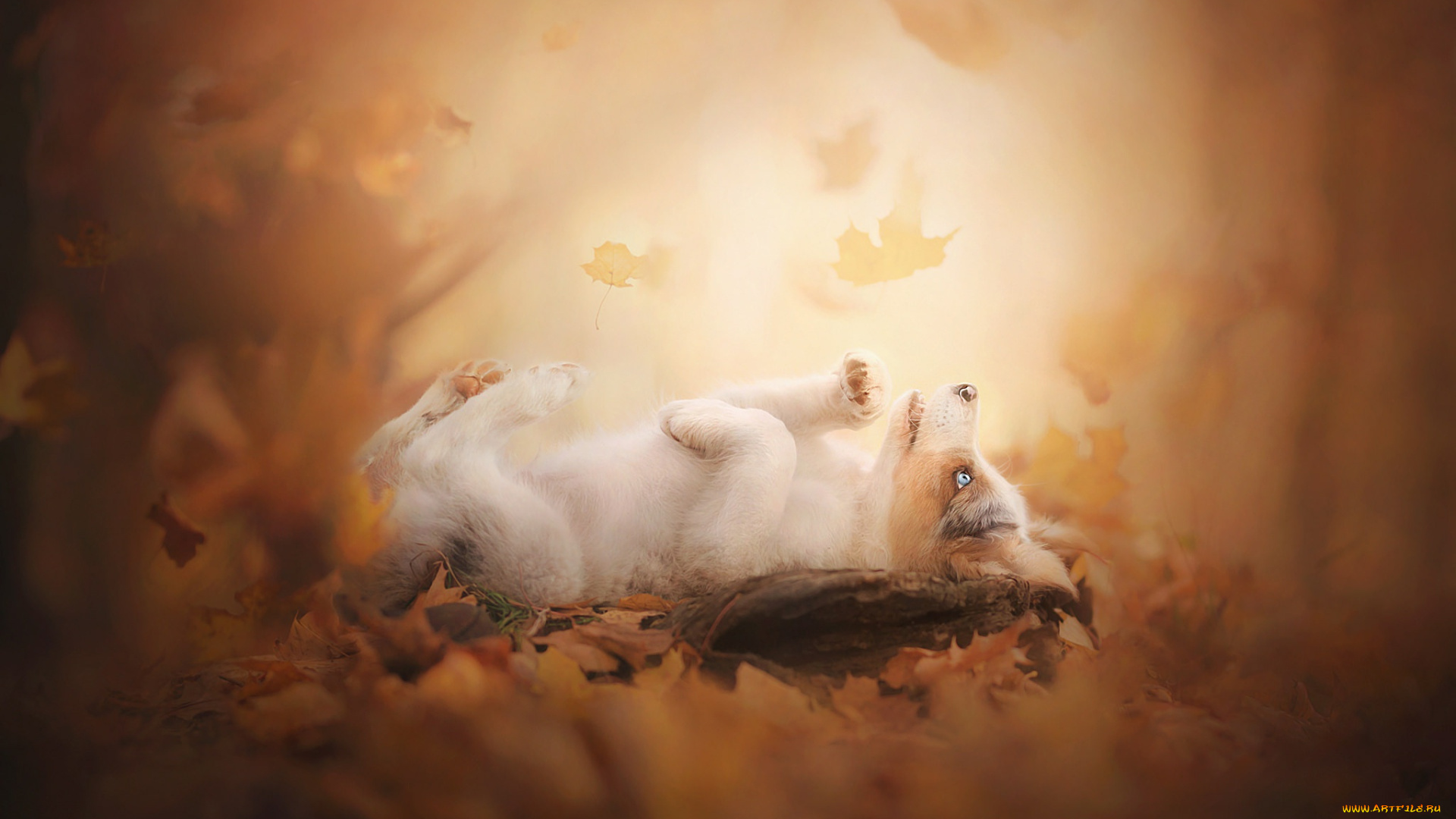 животные, собаки, листья, осень