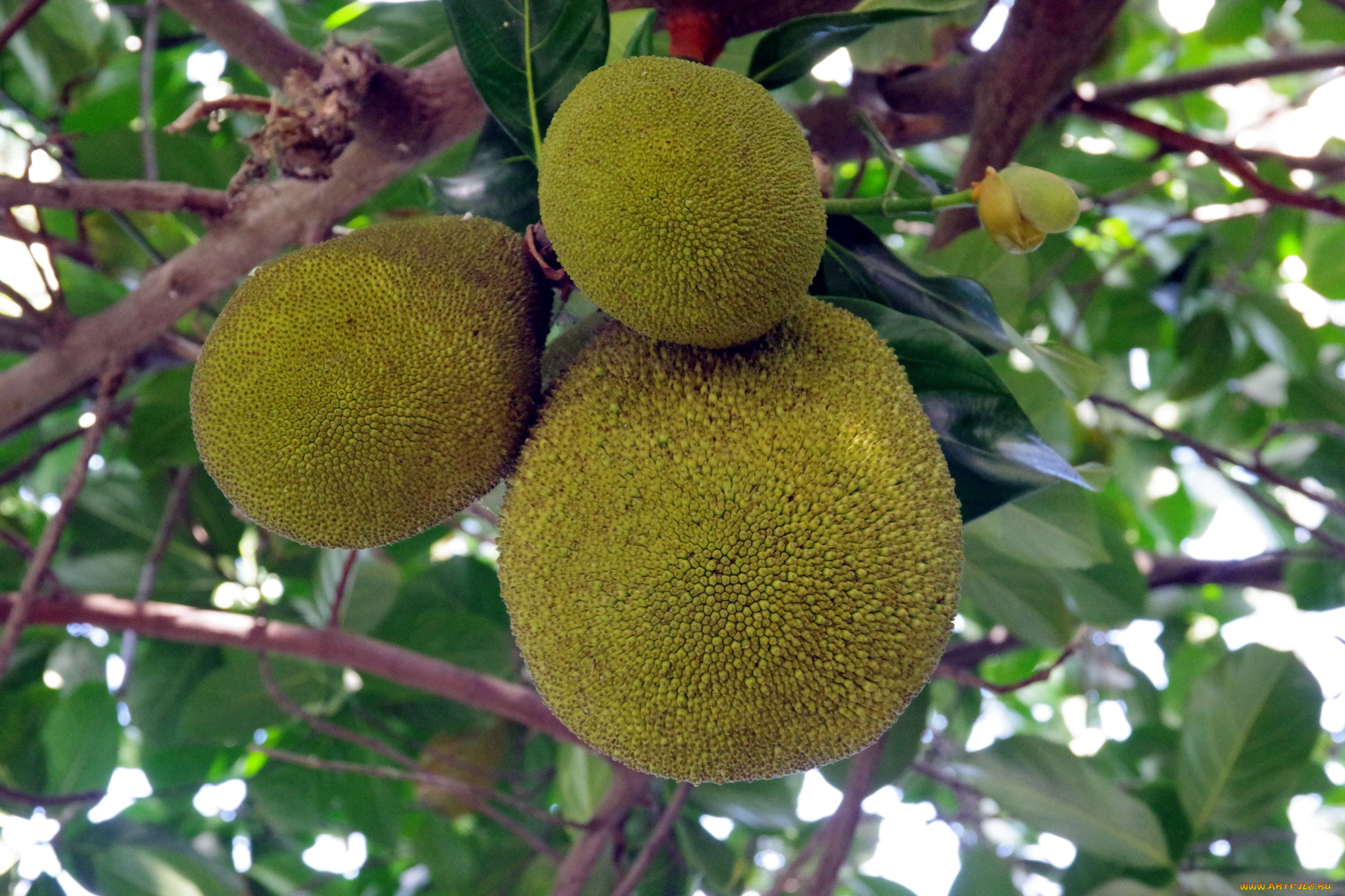 джекфрут, природа, плоды, jackfruit
