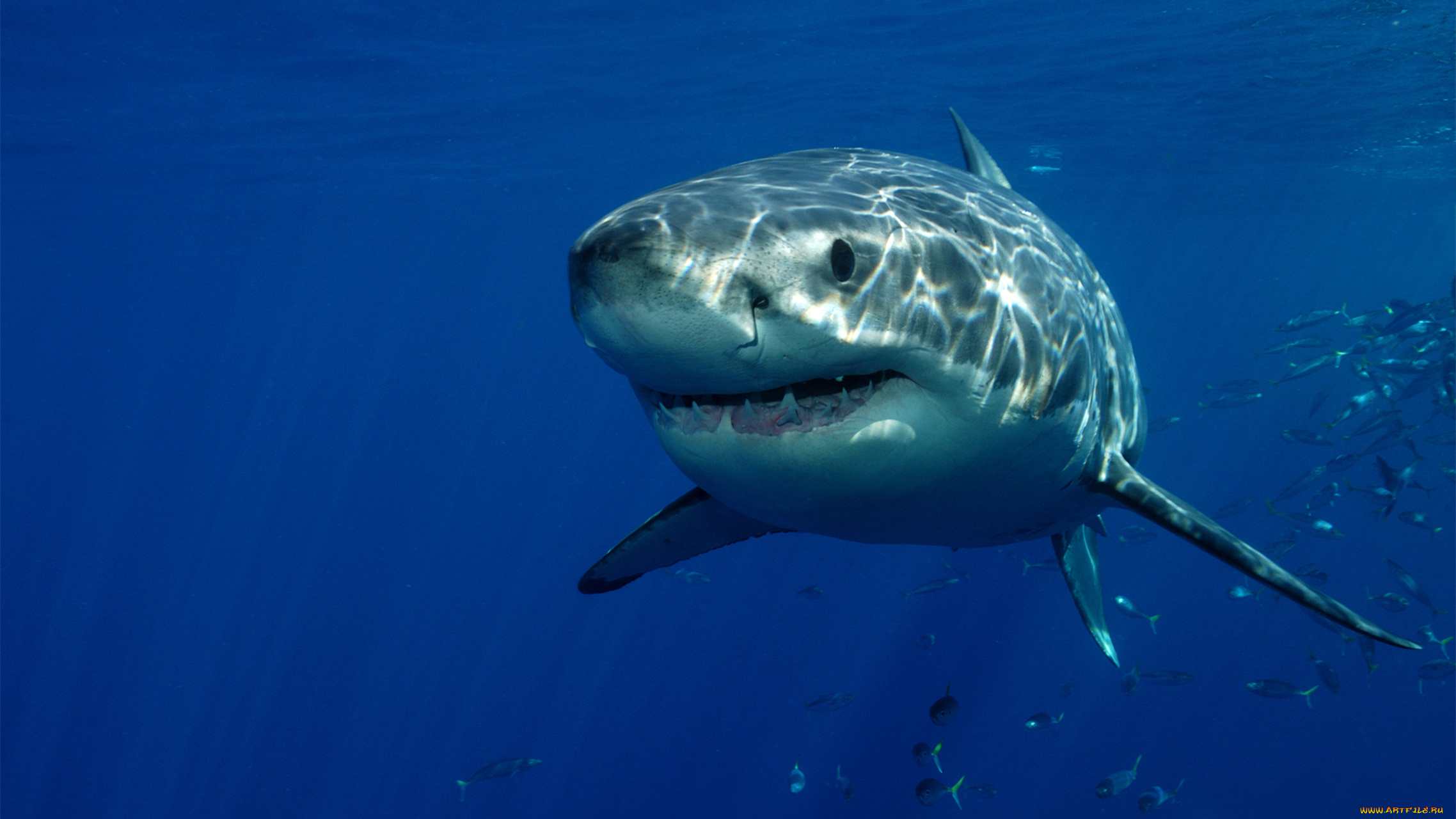 shark, животные, акулы, мир, подводный, белая, вода, акула, рыба