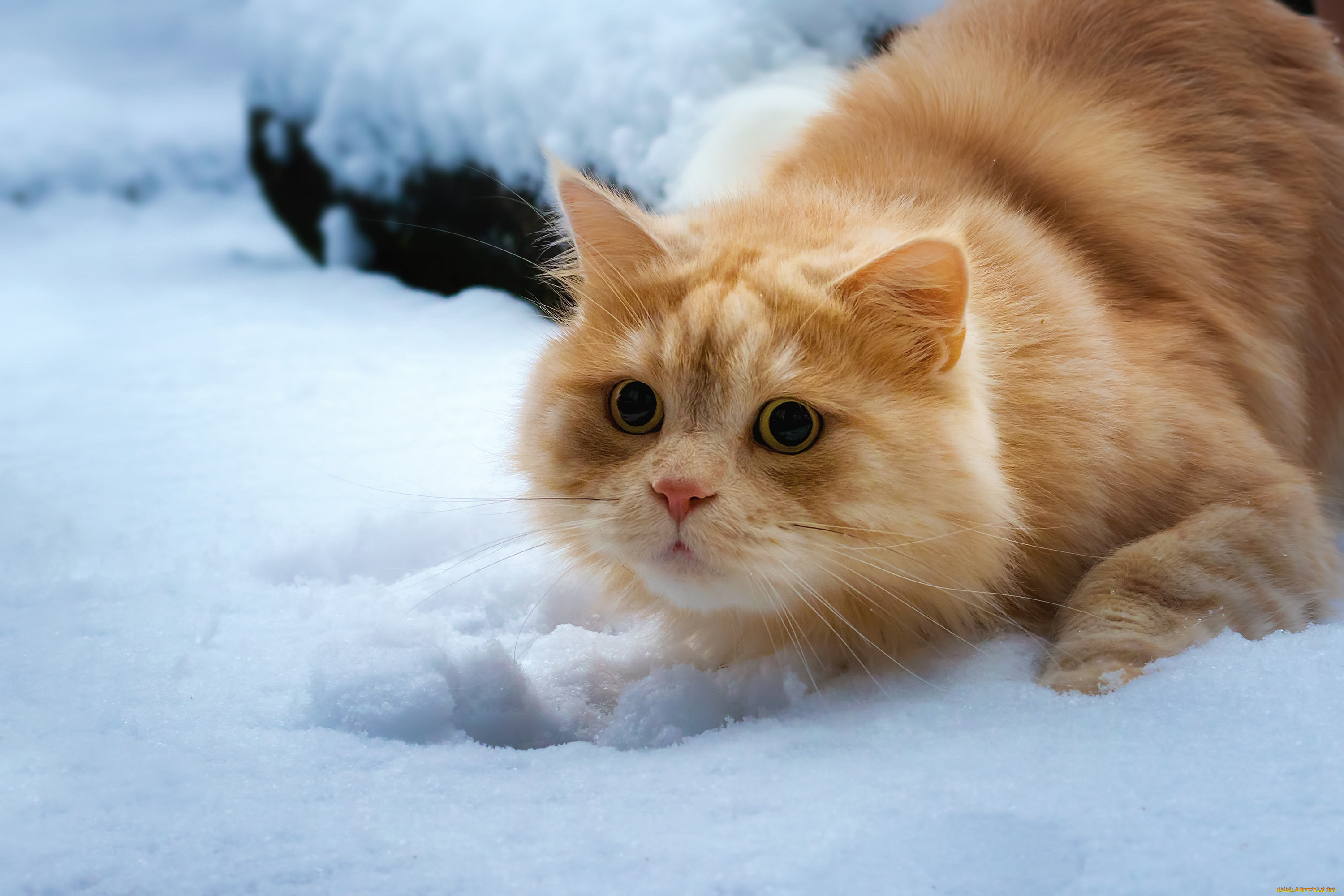 животные, коты, взгляд, кошка, снег, рыжий, кот
