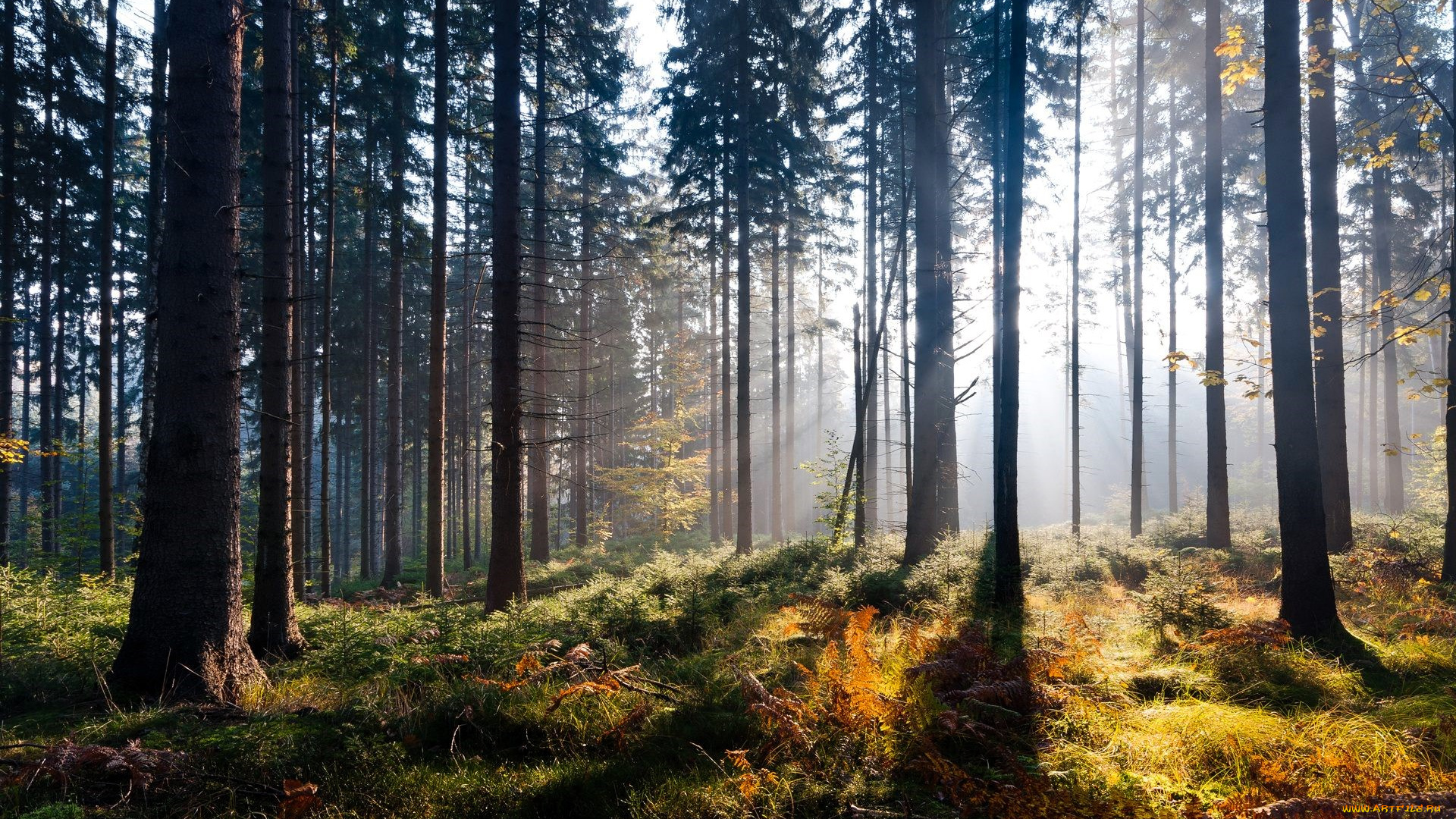 природа, лес, деревья, лучи