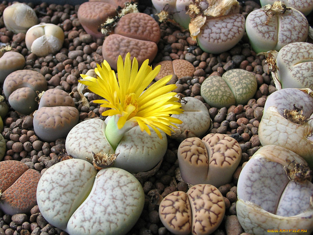 arnold, живые, камни, цветы, кактусы