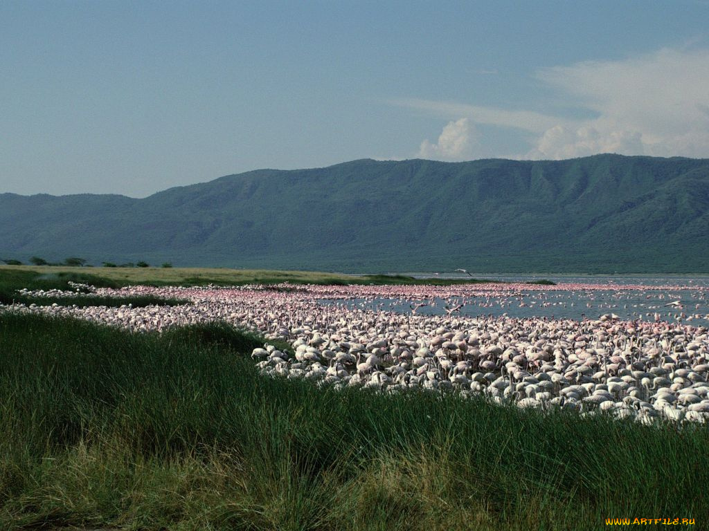 животные, фламинго