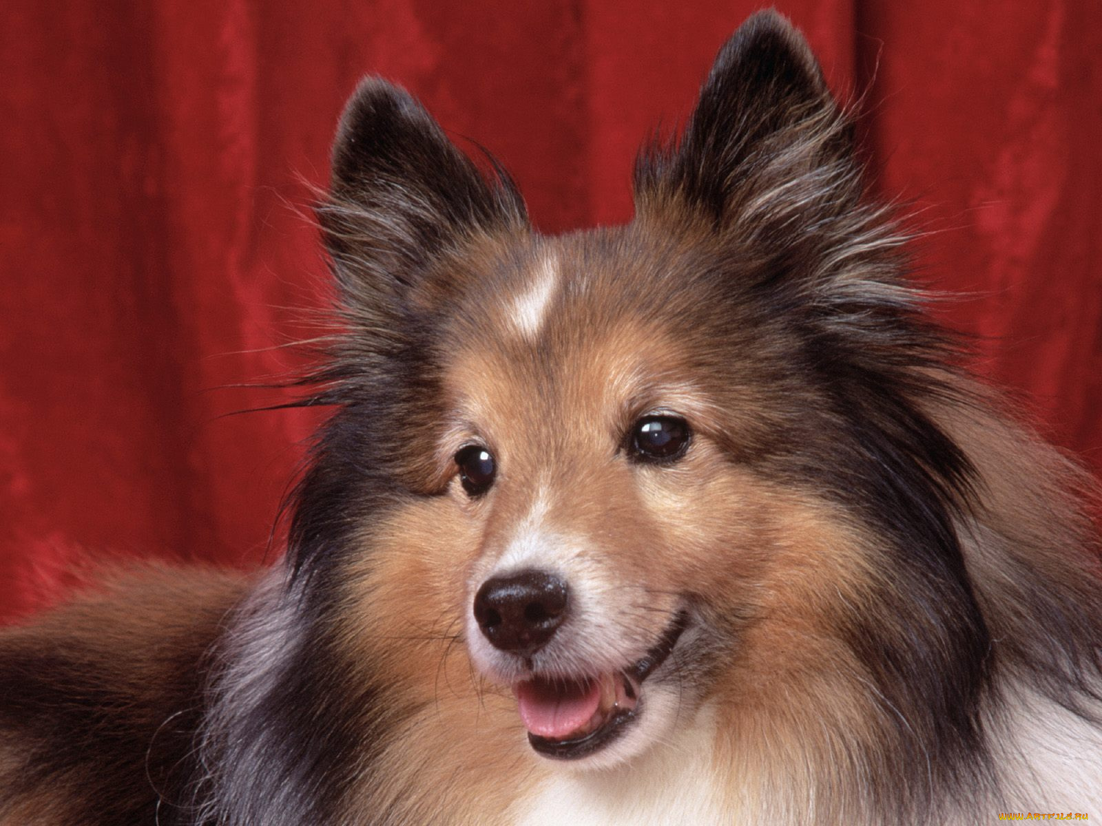 sweetheart, sheltie, животные, собаки