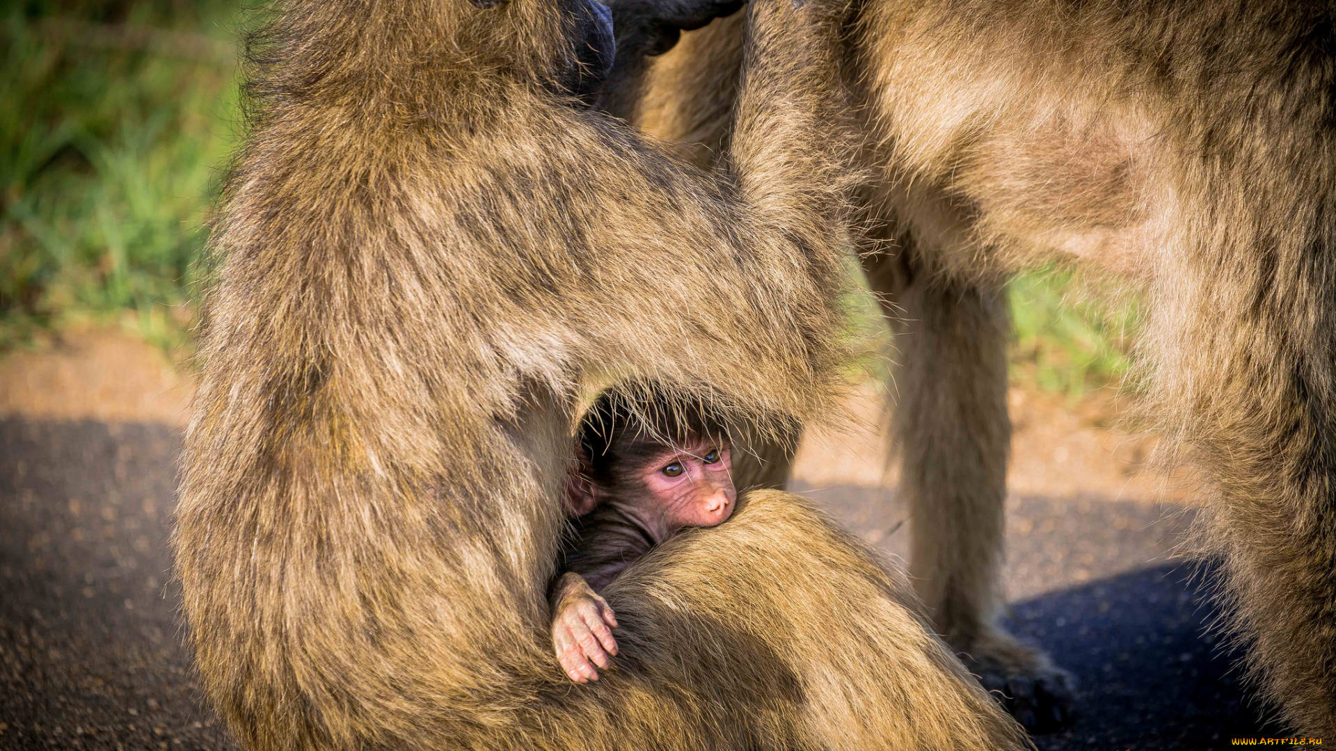 животные, обезьяны, дитёныш