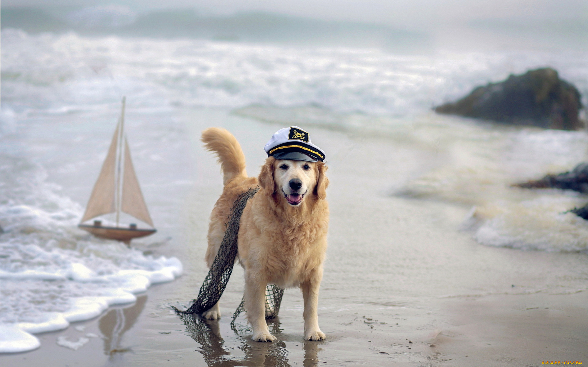 животные, собаки, собака, море, кораблик