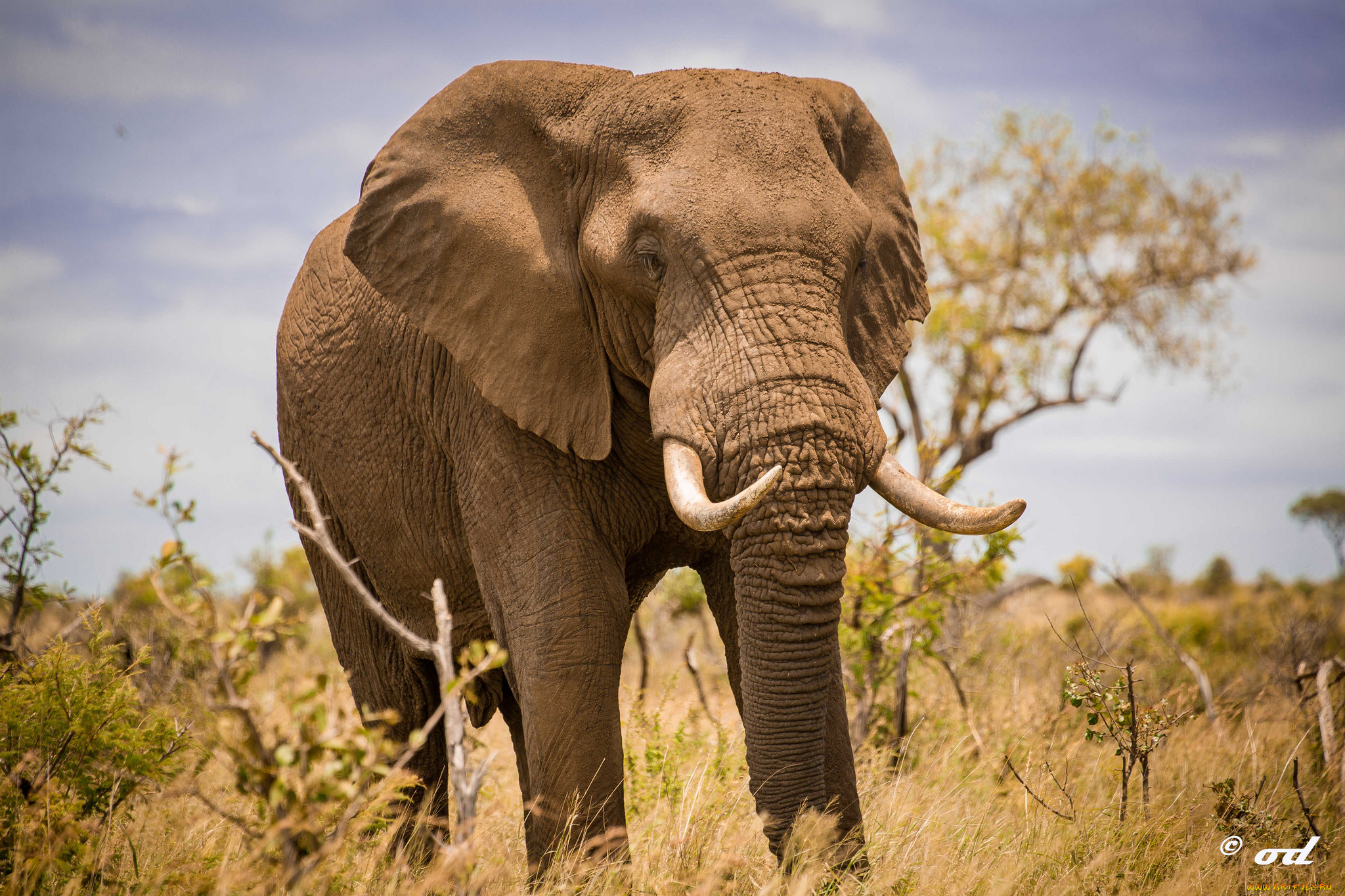 животные, слоны, южная, африка