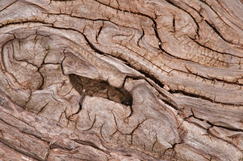 Картинка разное текстуры кора дерево