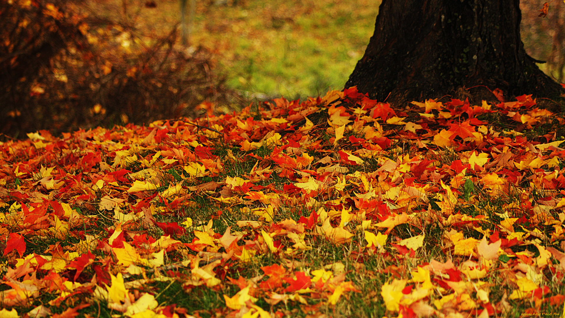 листья осень природа без смс
