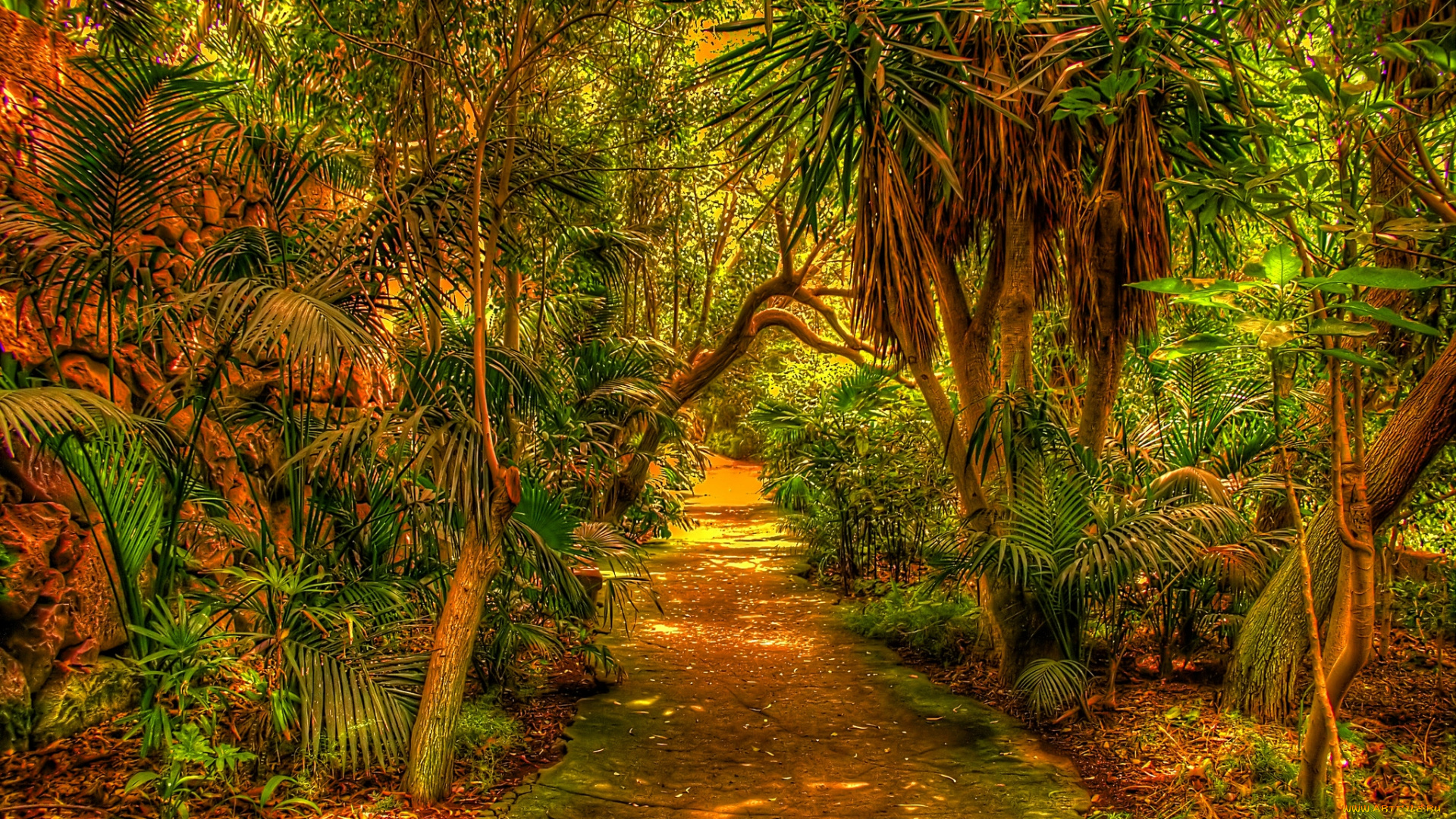 природа, тропики, тропинка, джунгли, парк