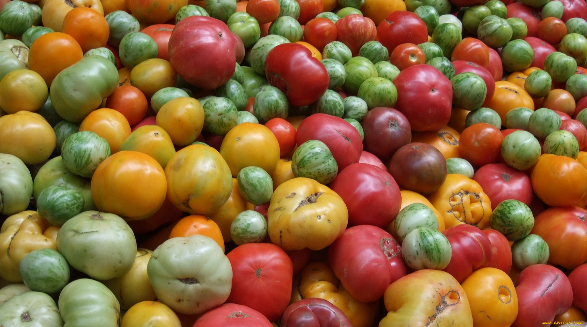 еда, помидоры, разноцветные, зелёные, красные, оранджевые