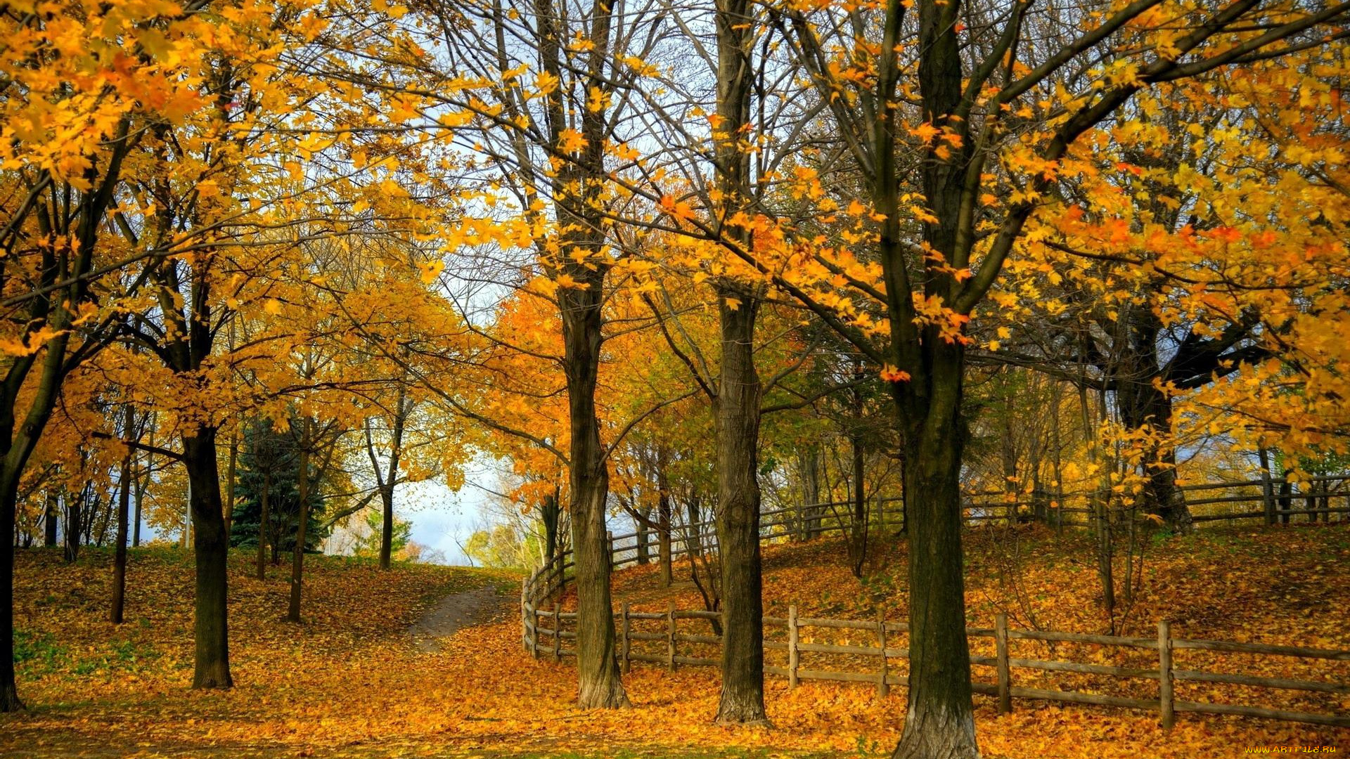 природа, парк, осень, деревья, листья, изгородь, забор