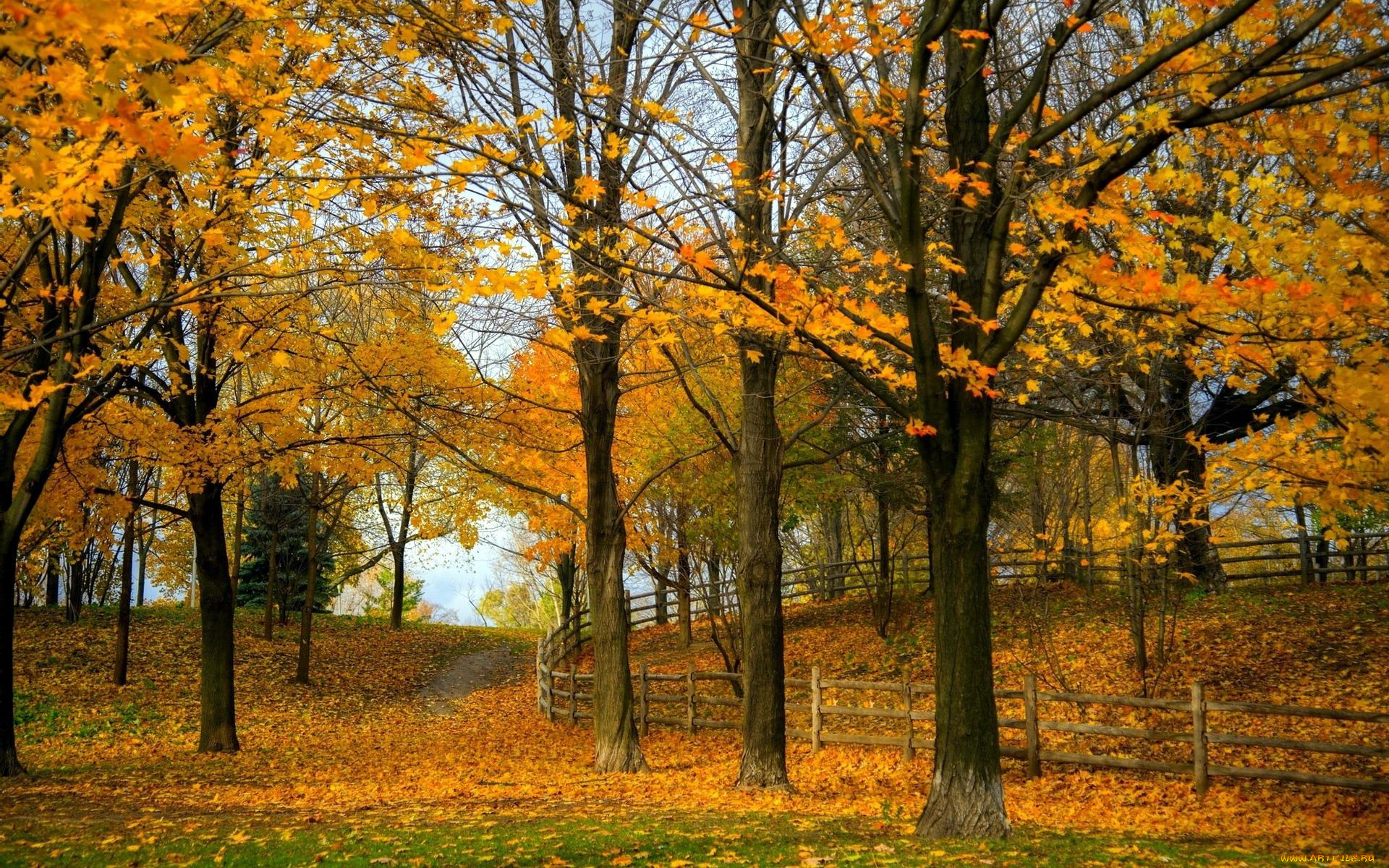 природа, парк, осень, деревья, листья, изгородь, забор