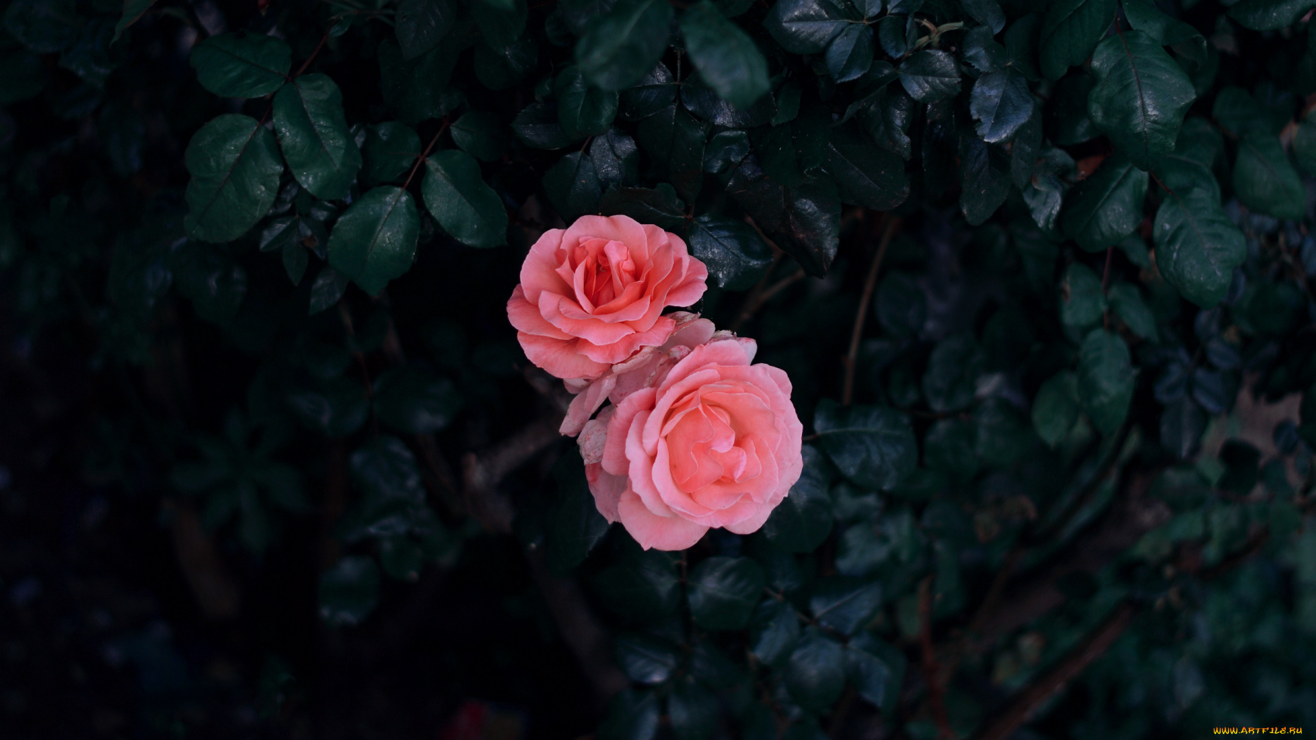 цветы, розы, дуэт