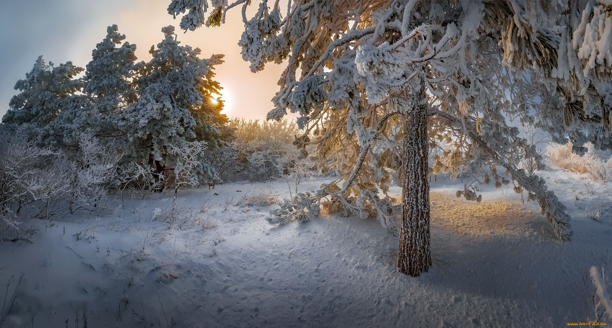 природа, зима, утро, сосны, деревья, снег